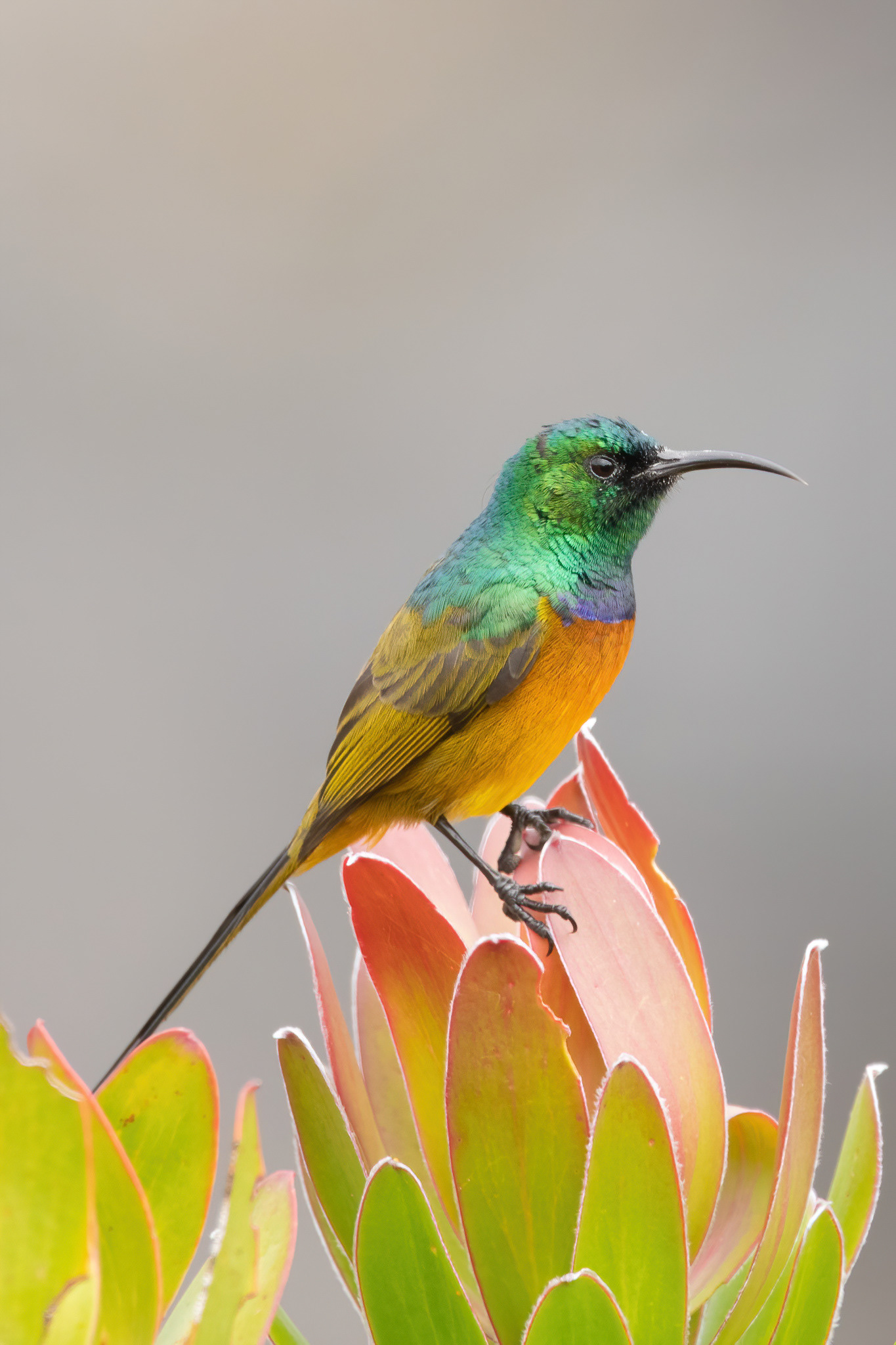Orange-breasted Sunbird - Table Mountain