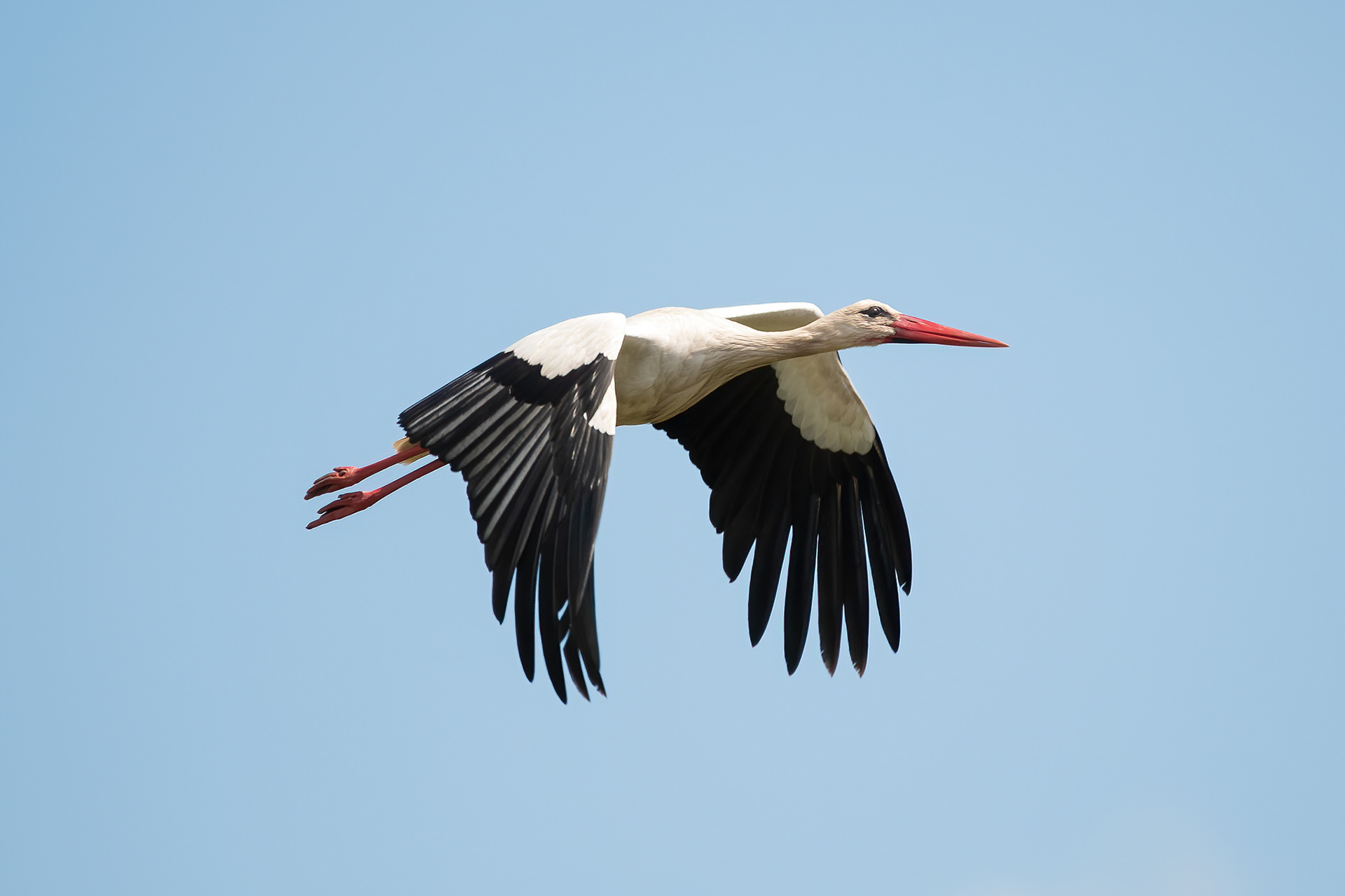 White Stork - Camargue, France
