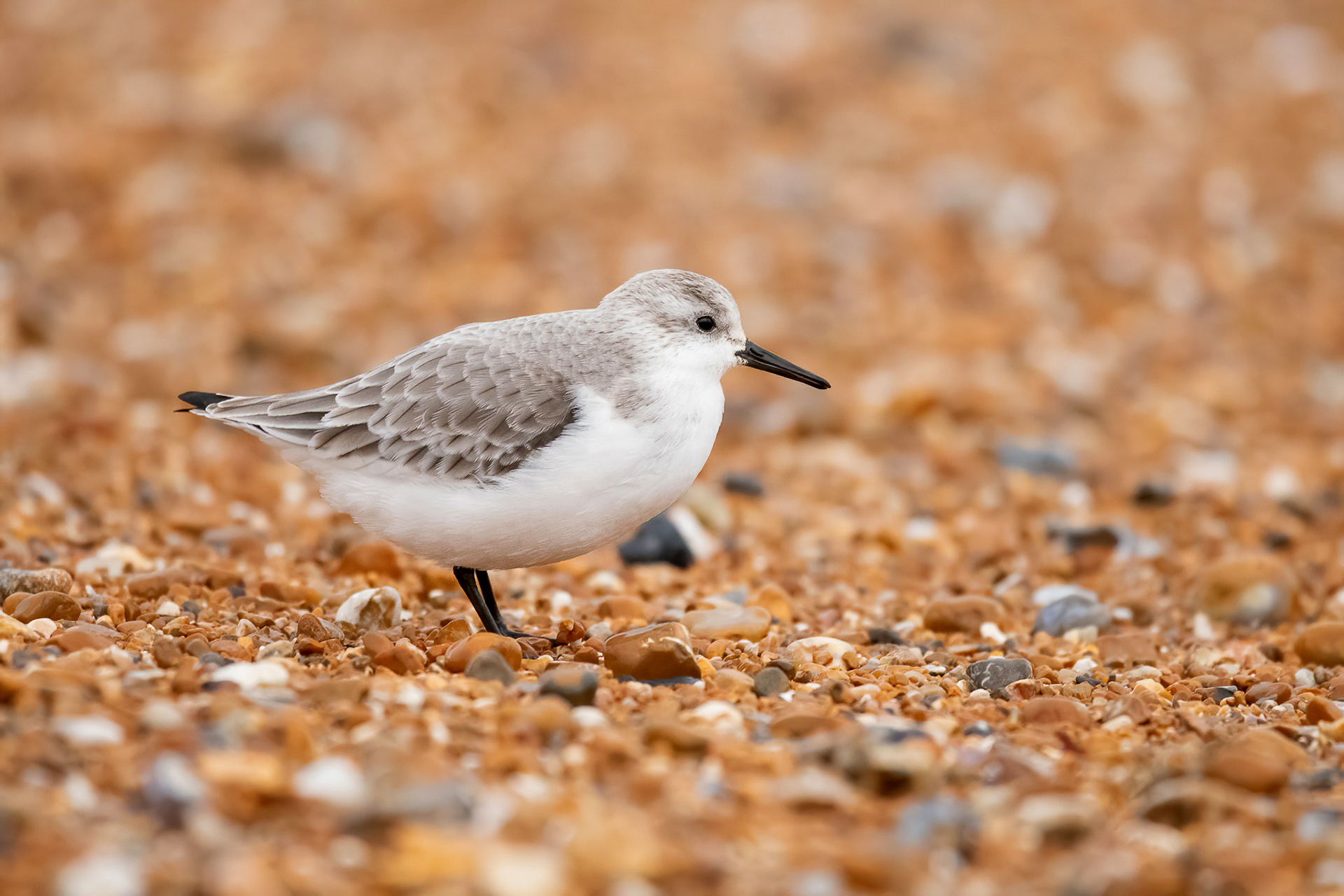 Sanderling - Dungeness