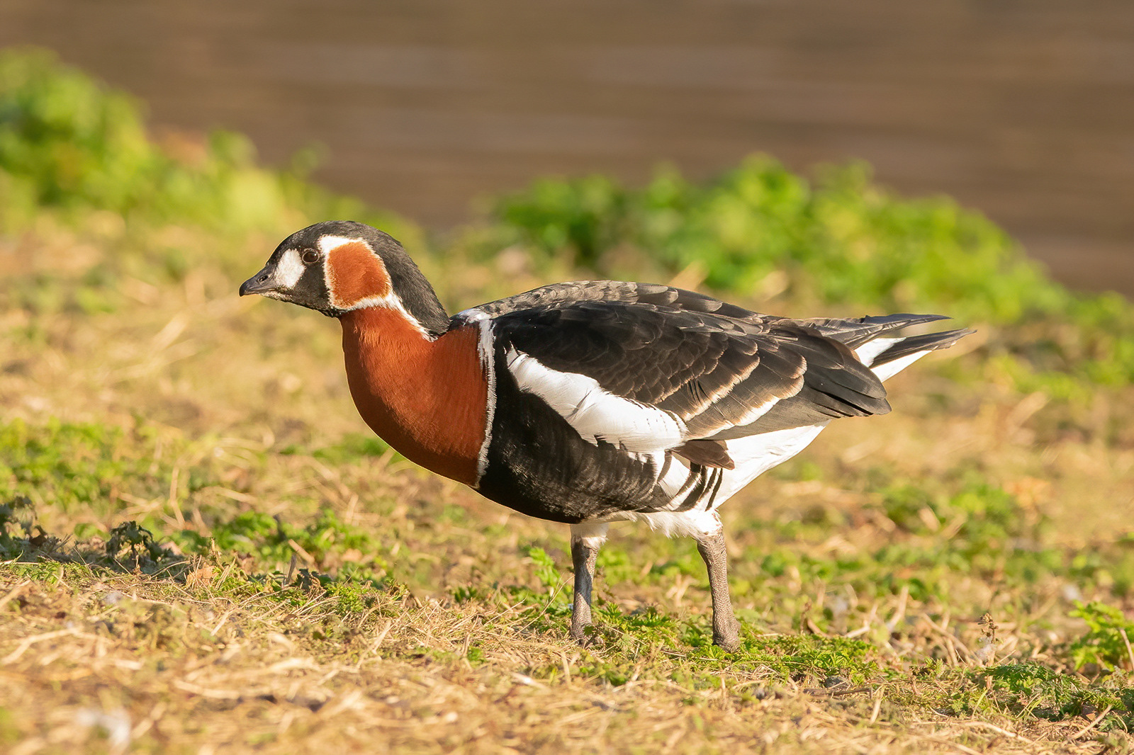 Red-breasted Goose - St James's Park