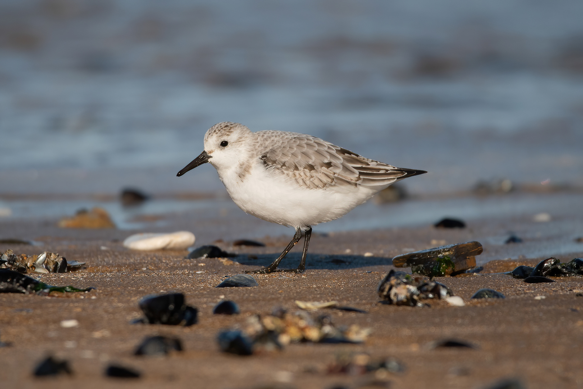 Sanderling - Foreness Point