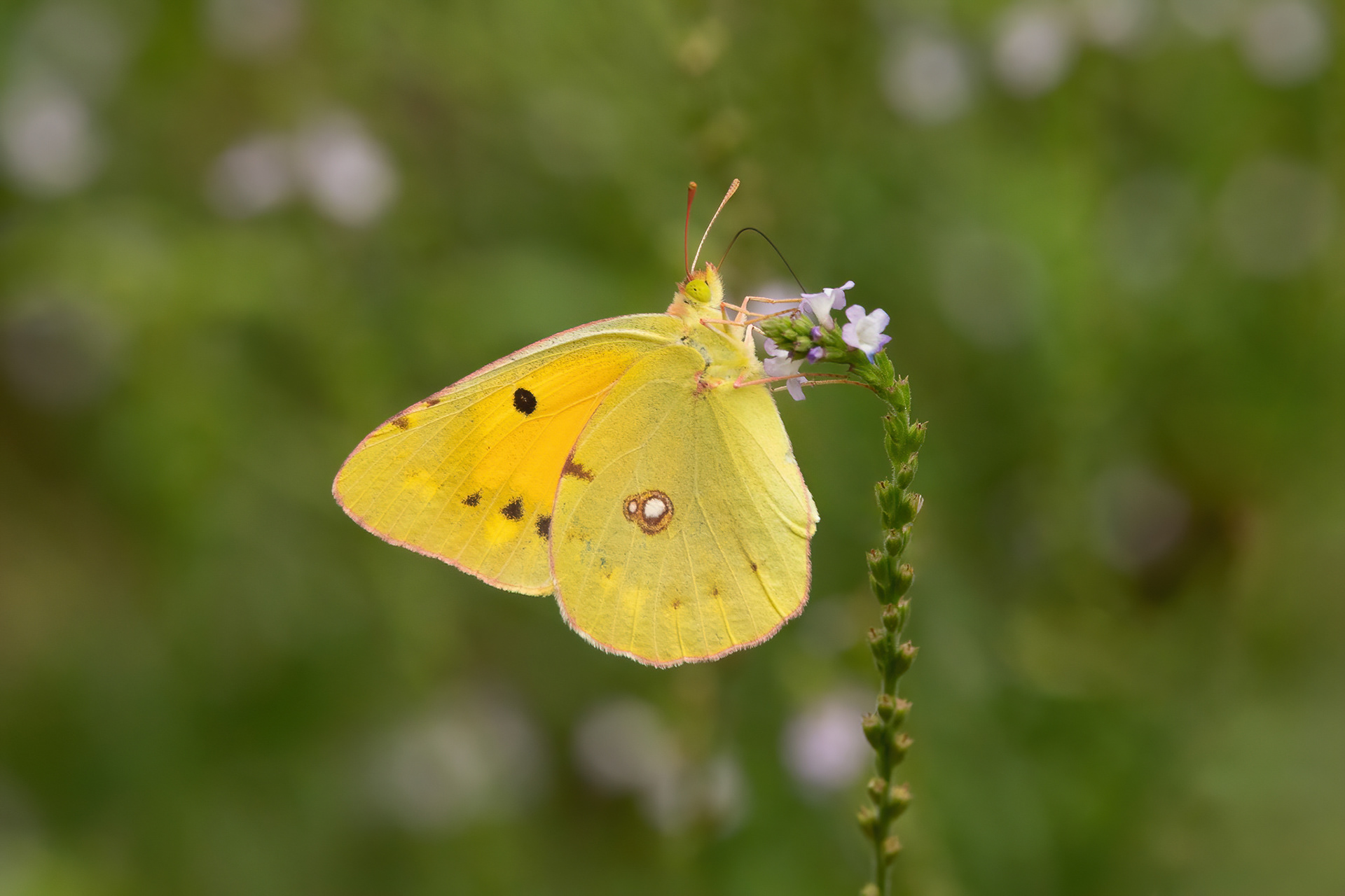 Clouded Yellow - Italy