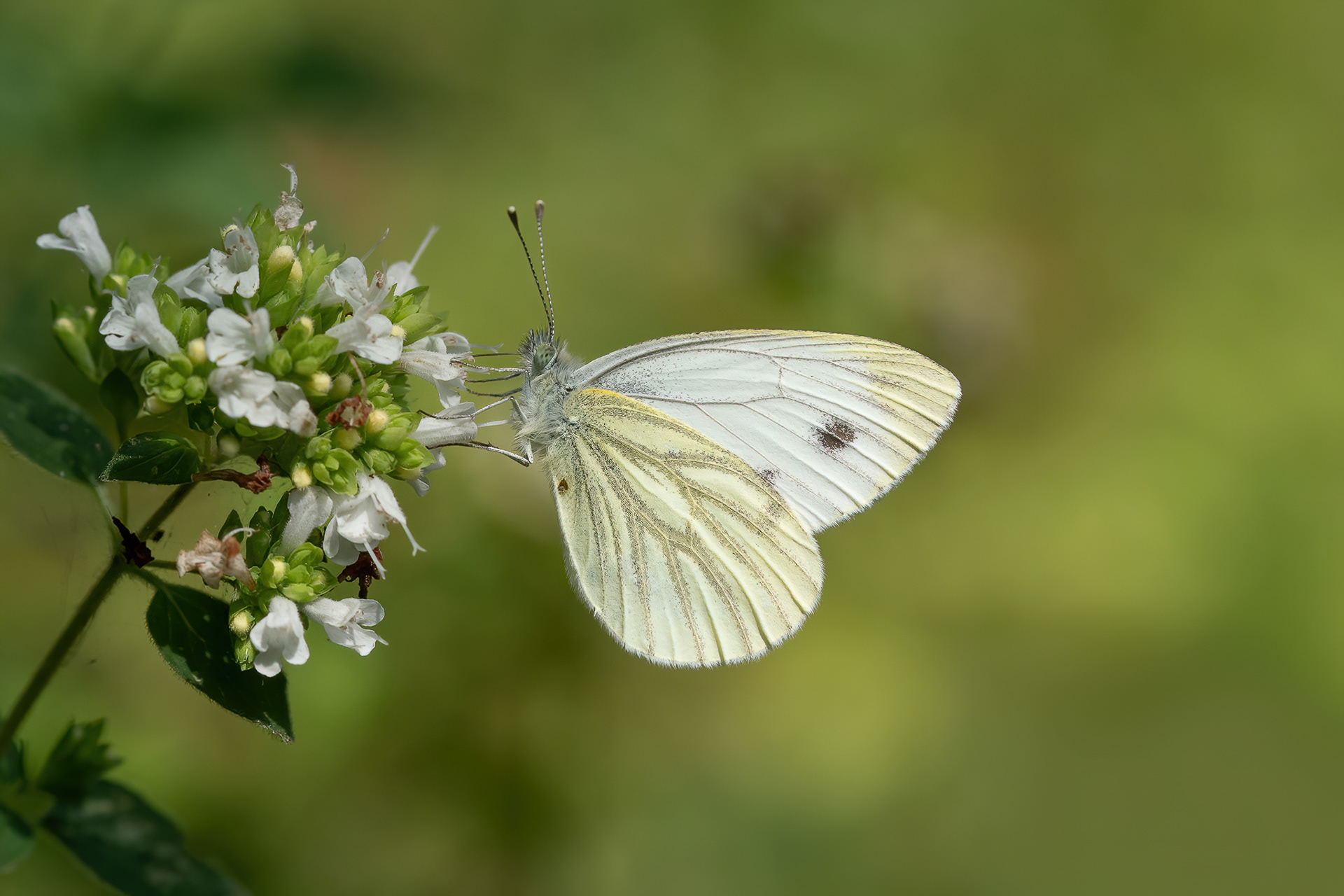 Green-veined White - Hextable