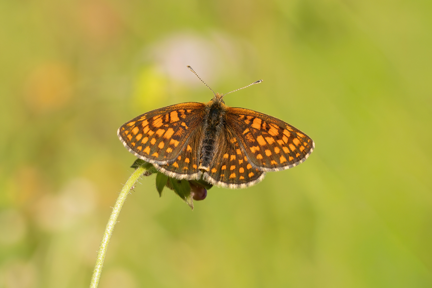 Nickerl's Fritillary - Italy