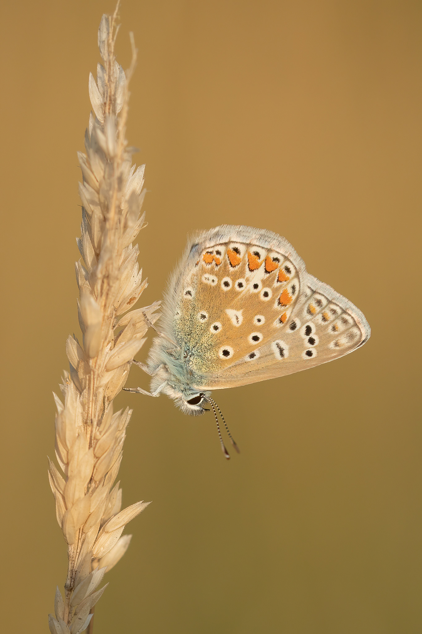 Common Blue - Bredhurst