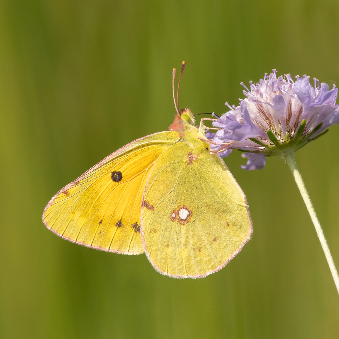 Clouded Yellow - France