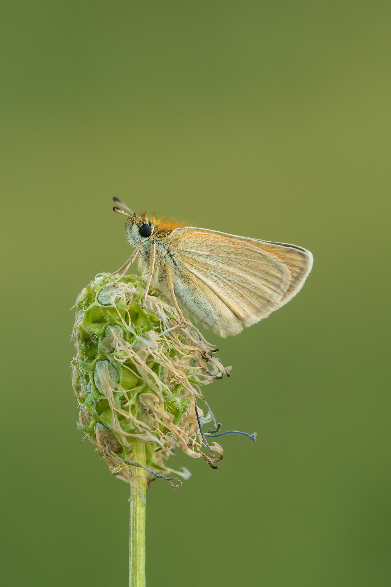 Essex Skipper - France