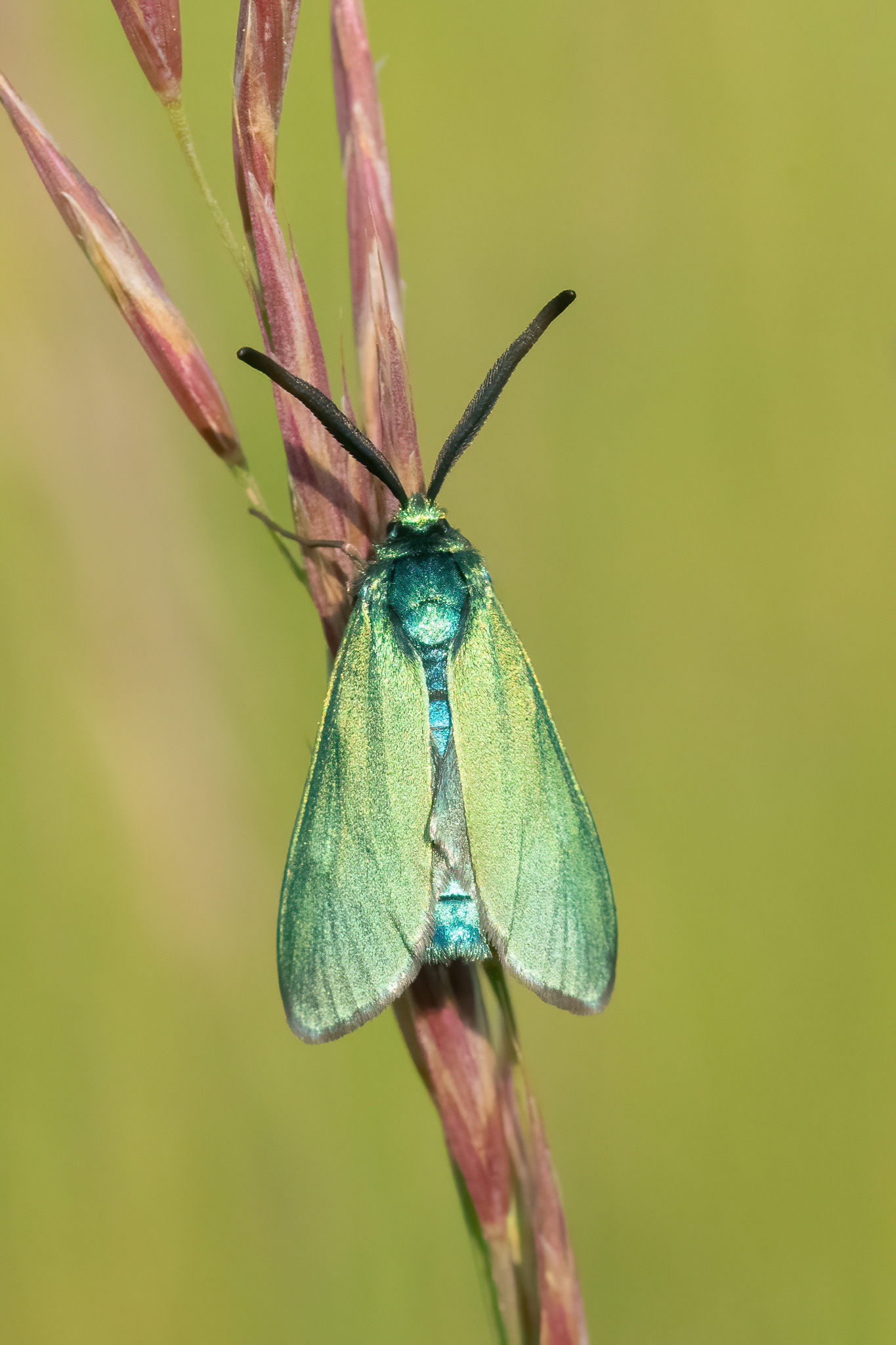 Forester Moth - Les Bondons, France