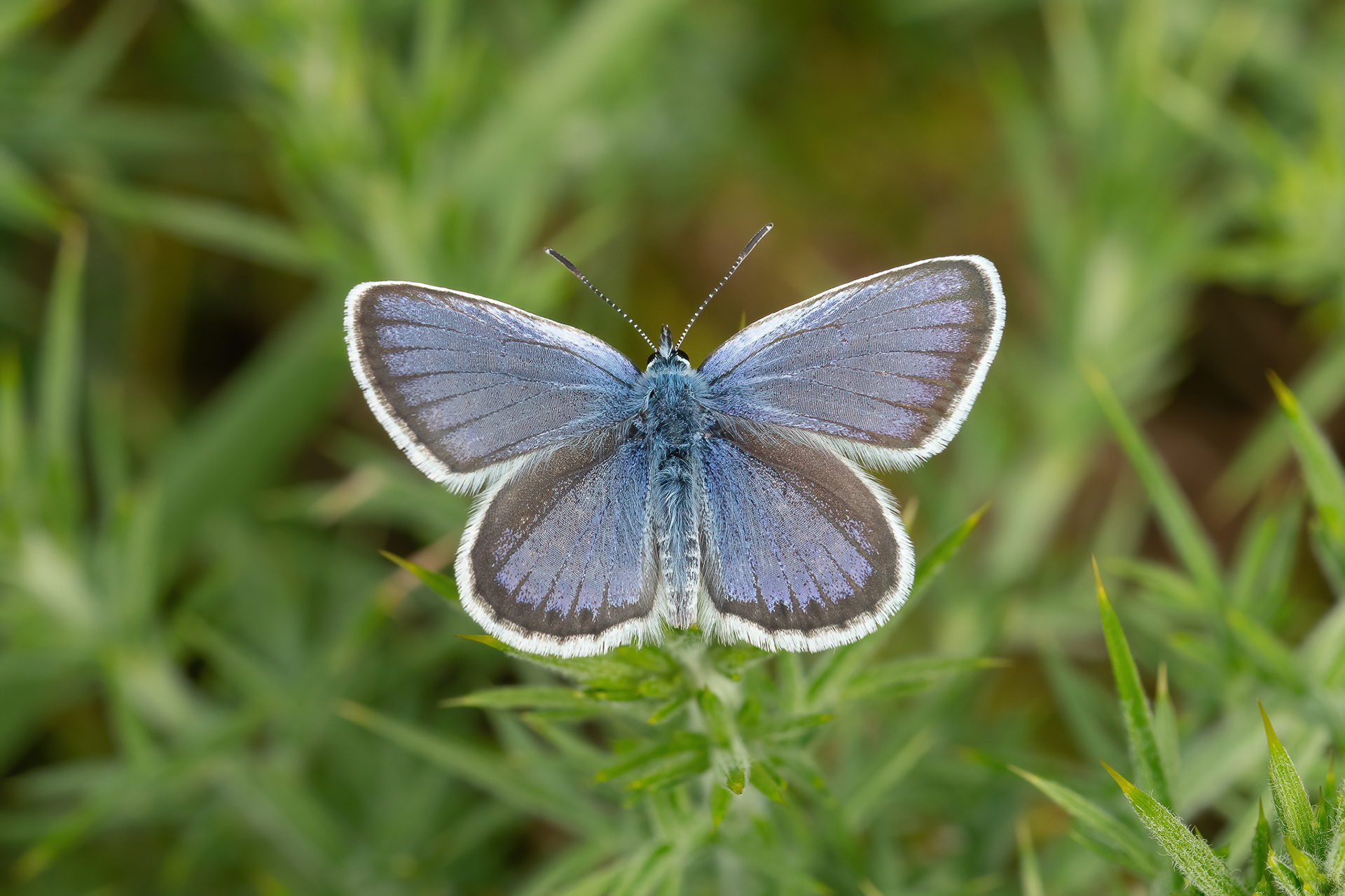 Silver-studded Blue - Ashdown Forest