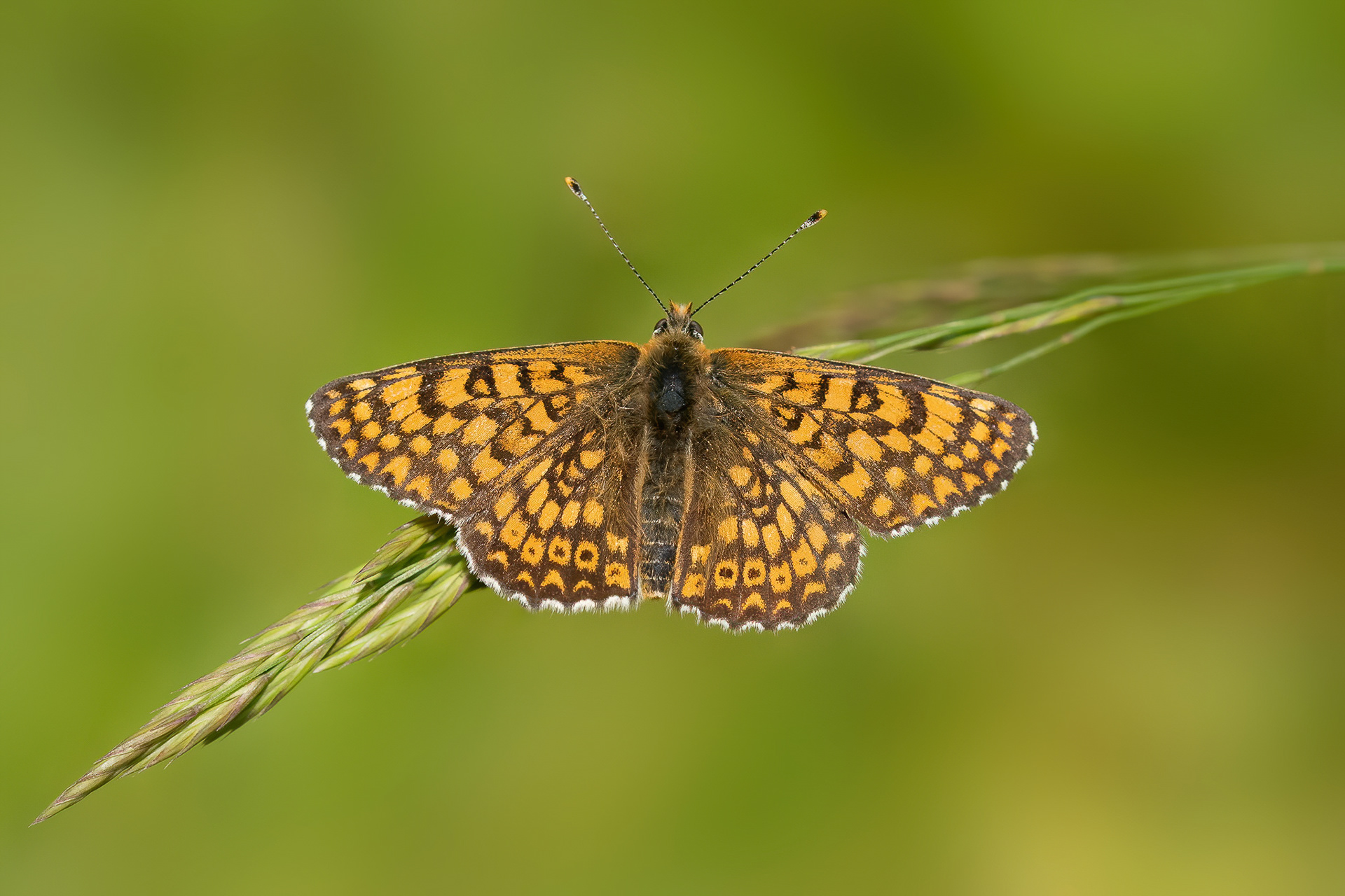 Glanville Fritillary  - Hutchingson's Bank