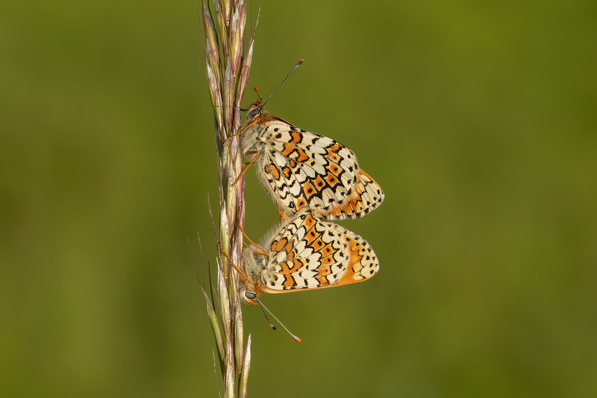 Glanville Fritillary  - Hutchingson's Bank