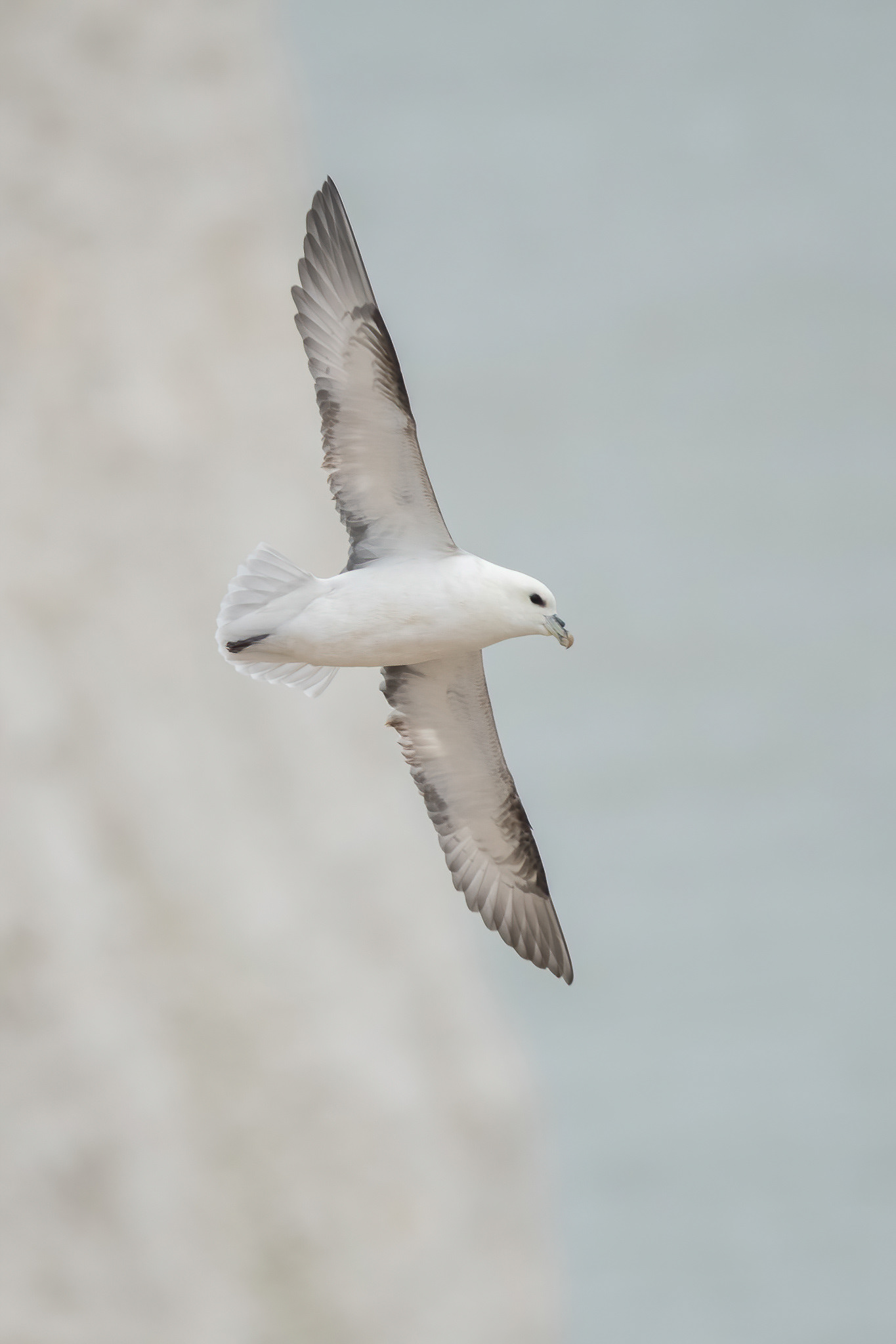 Fulmar - Botany Bay