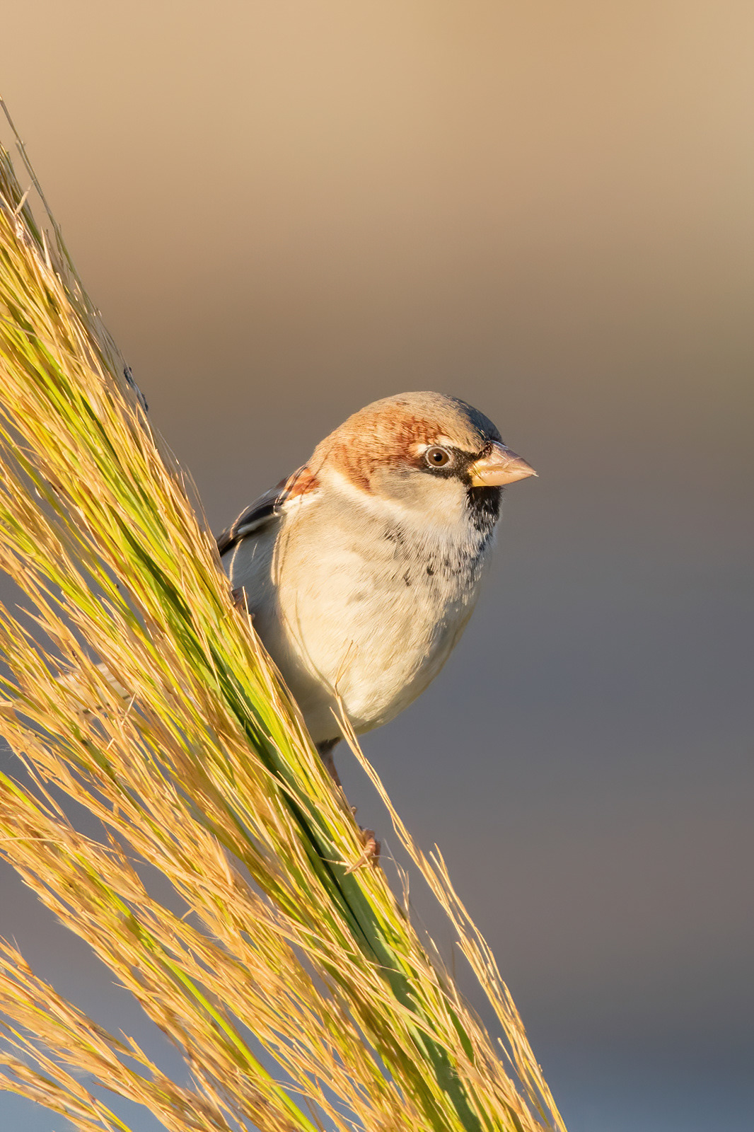 House Sparrow - Side, Turkey