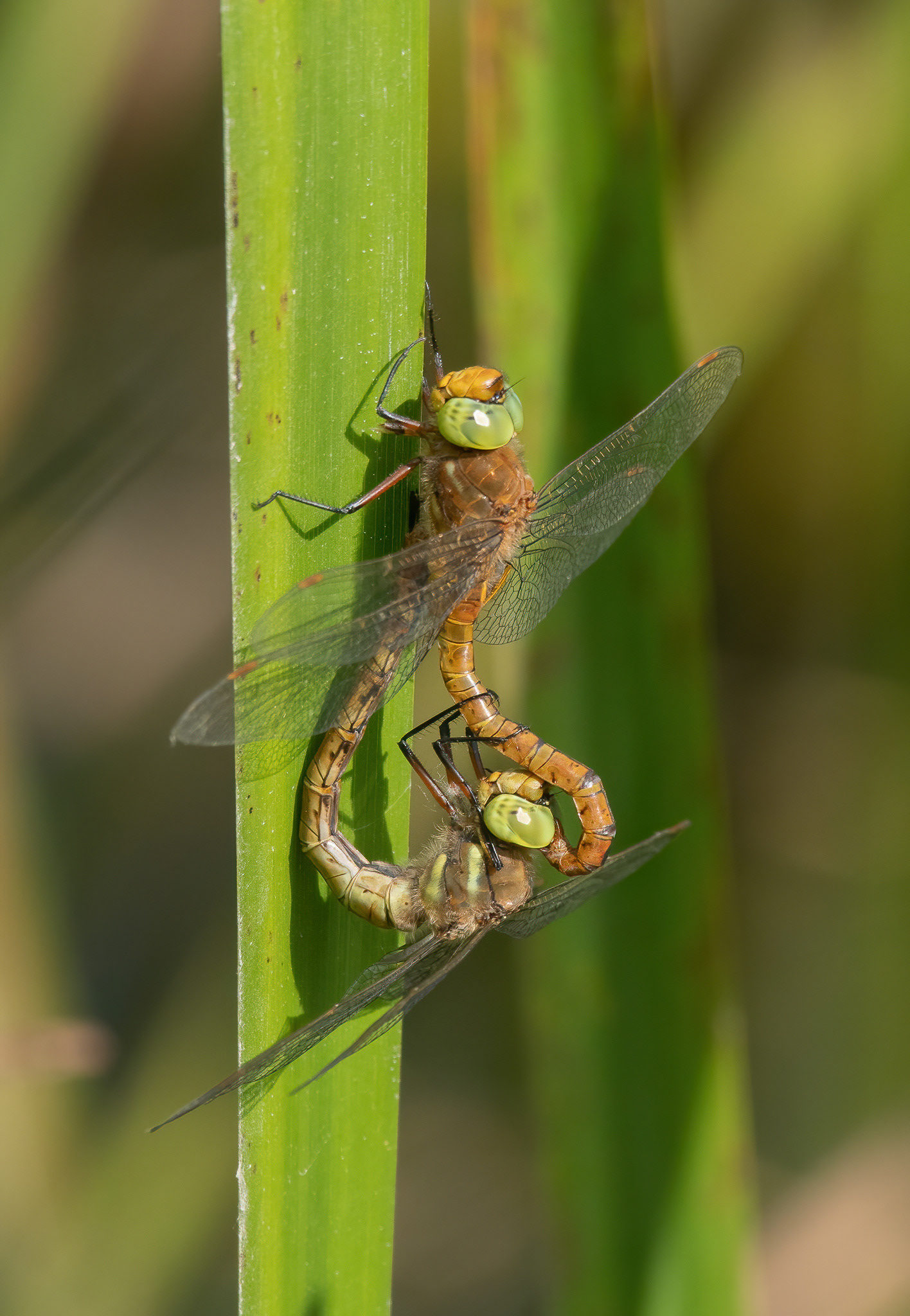 Norfolk Hawker - New Hythe