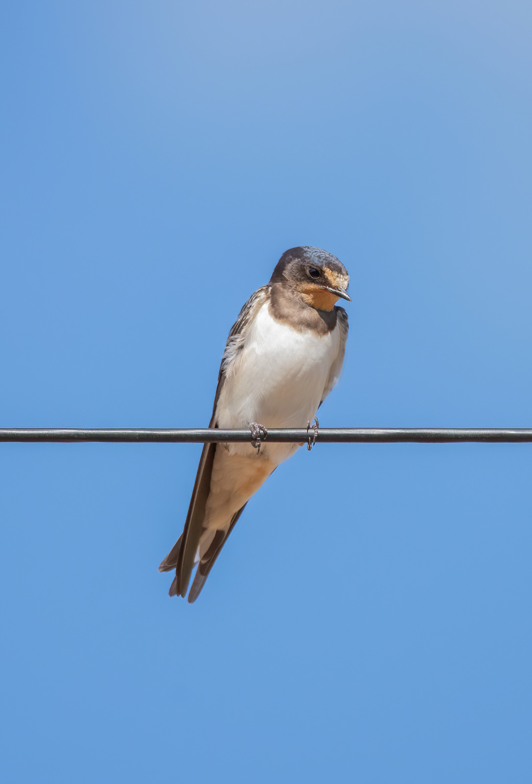 Swallow - Elmley