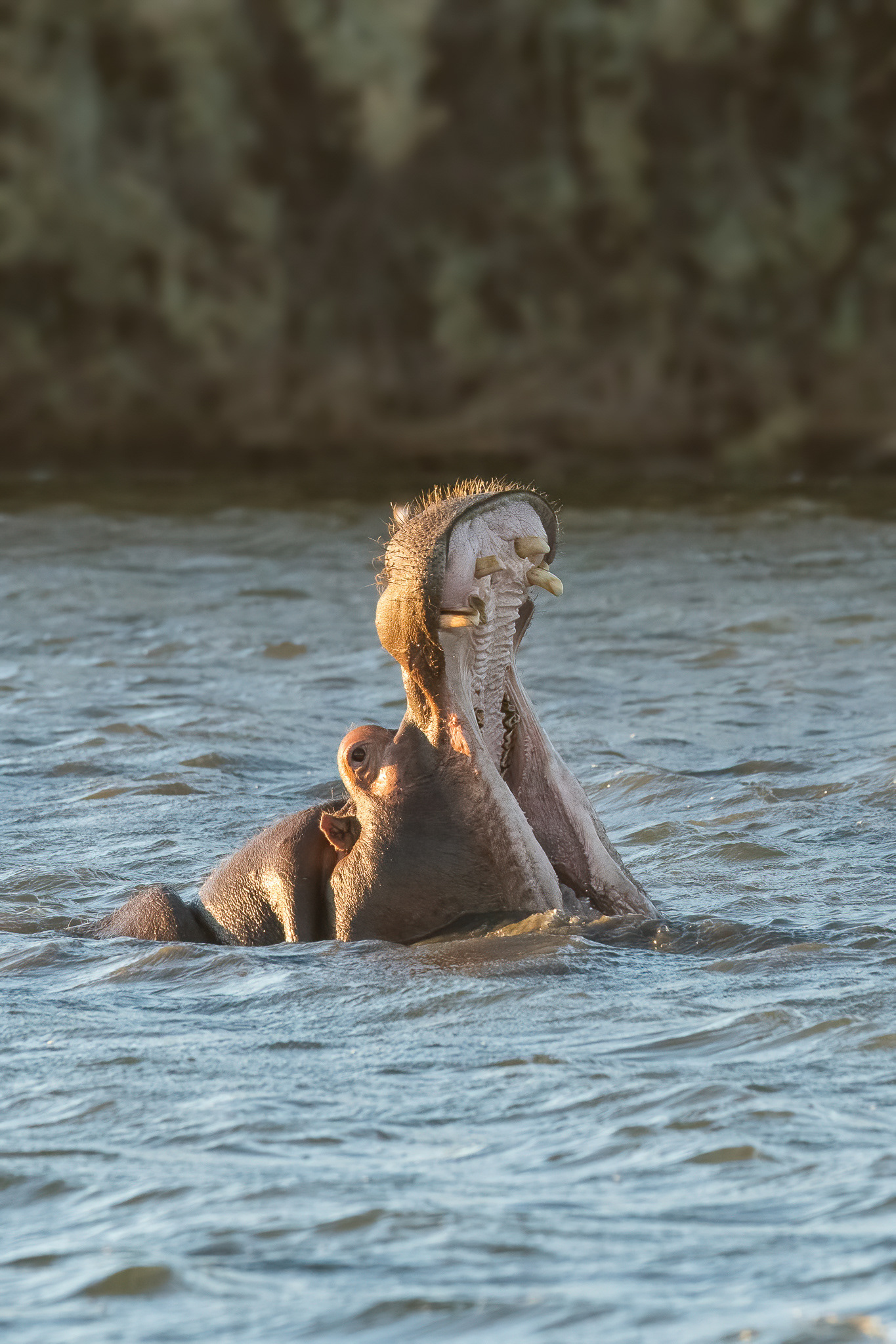Hippopotamus - Inverdoorn