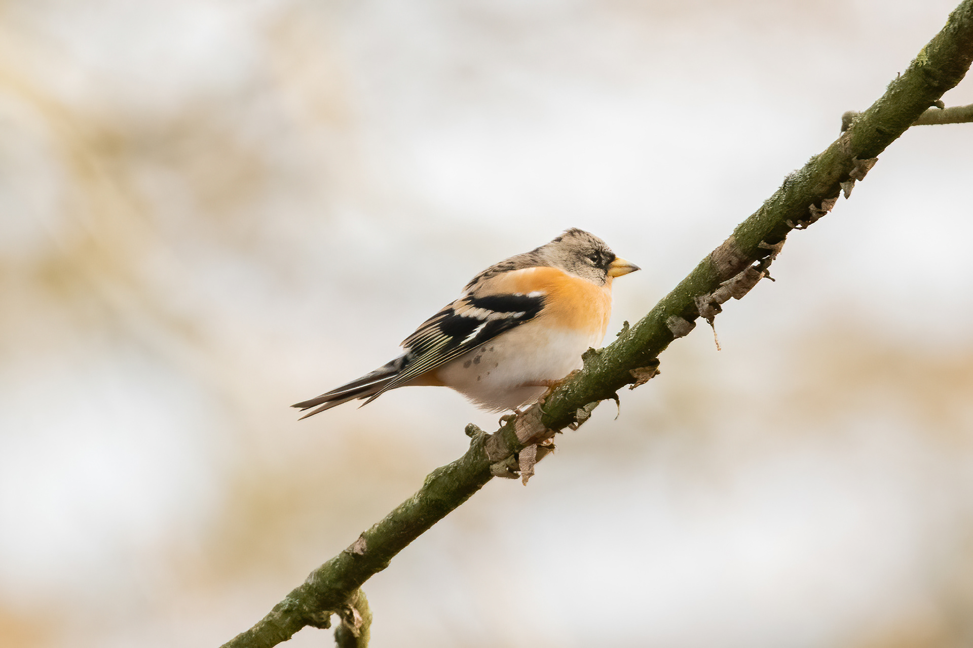 Brambling - Knole Park