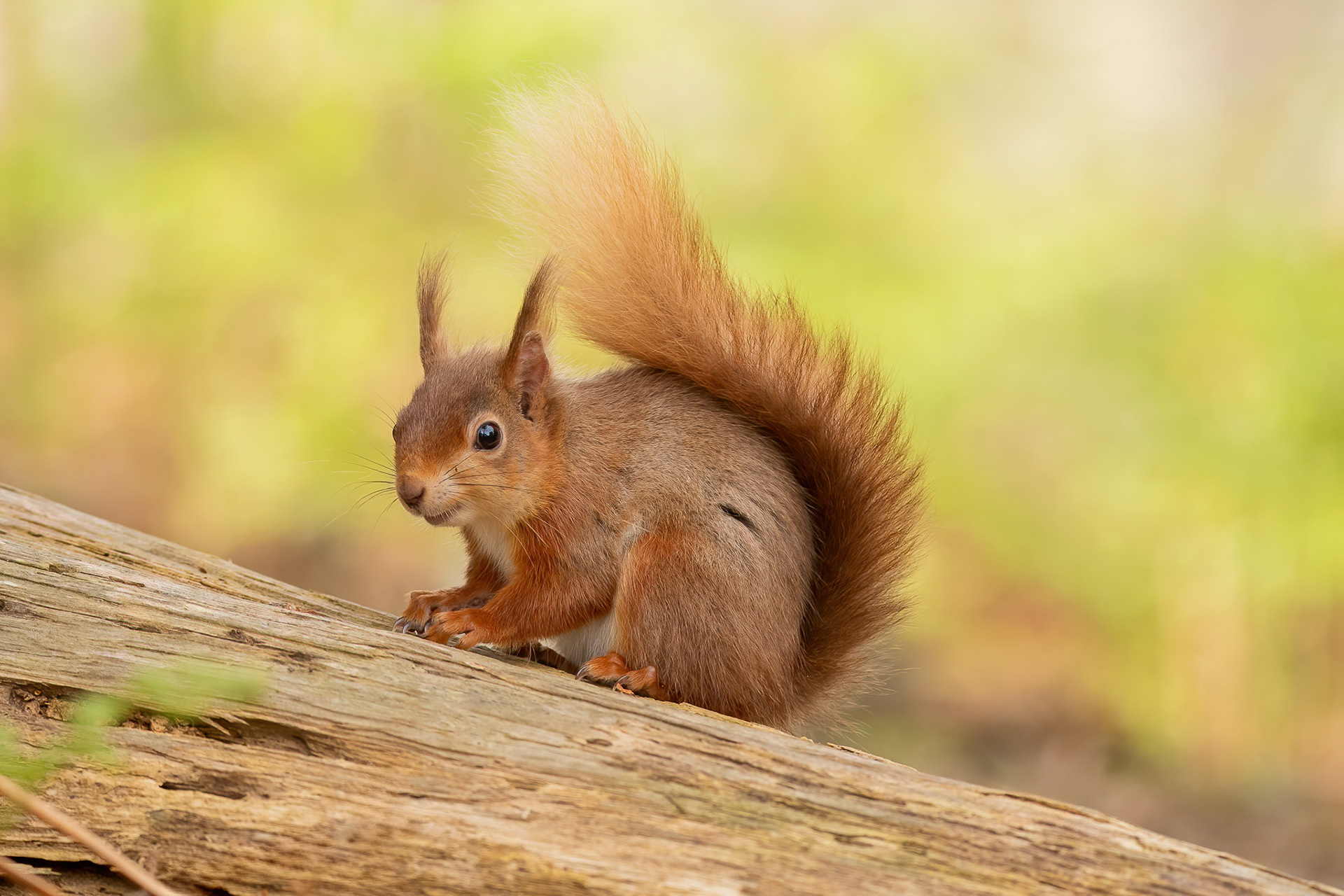Red Squirrel - Brownsea Island
