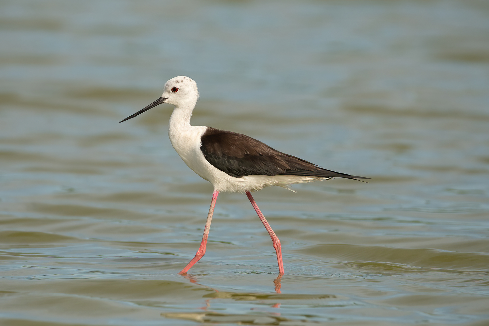Black-winged Stilt - Camargue, France