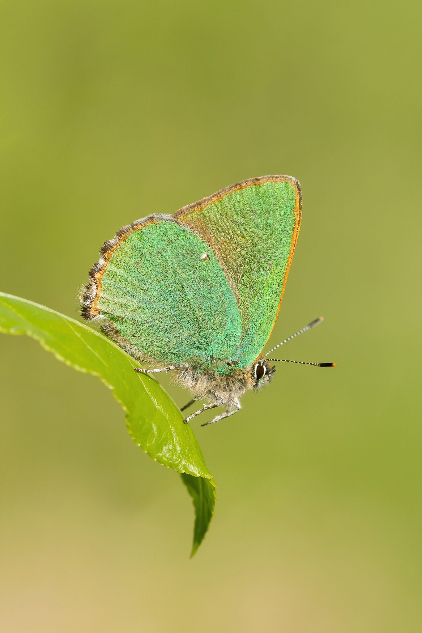Green Hairstreak - Fackenden Down