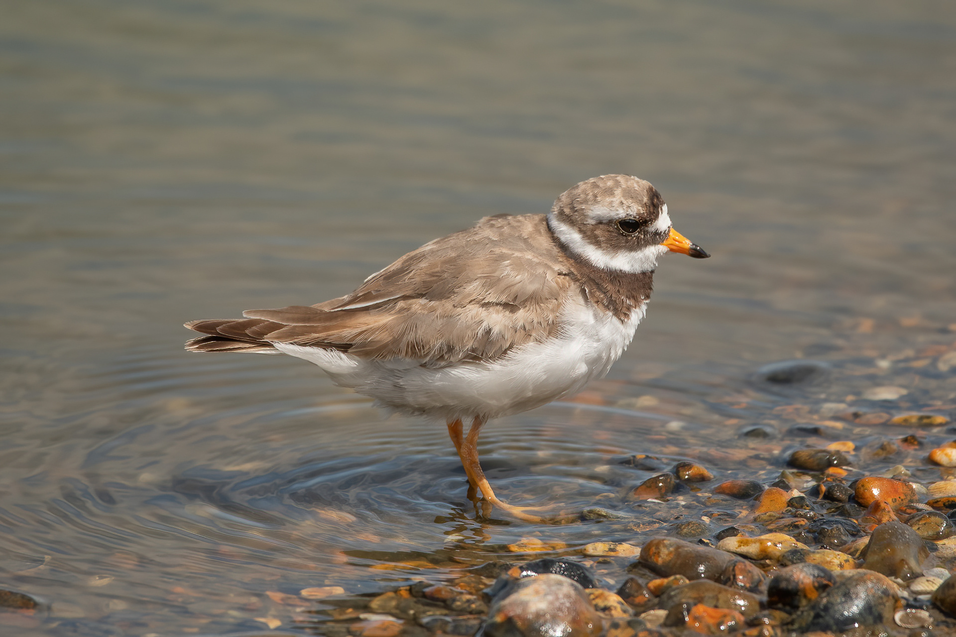 Ringed Plover - Rye Harbour