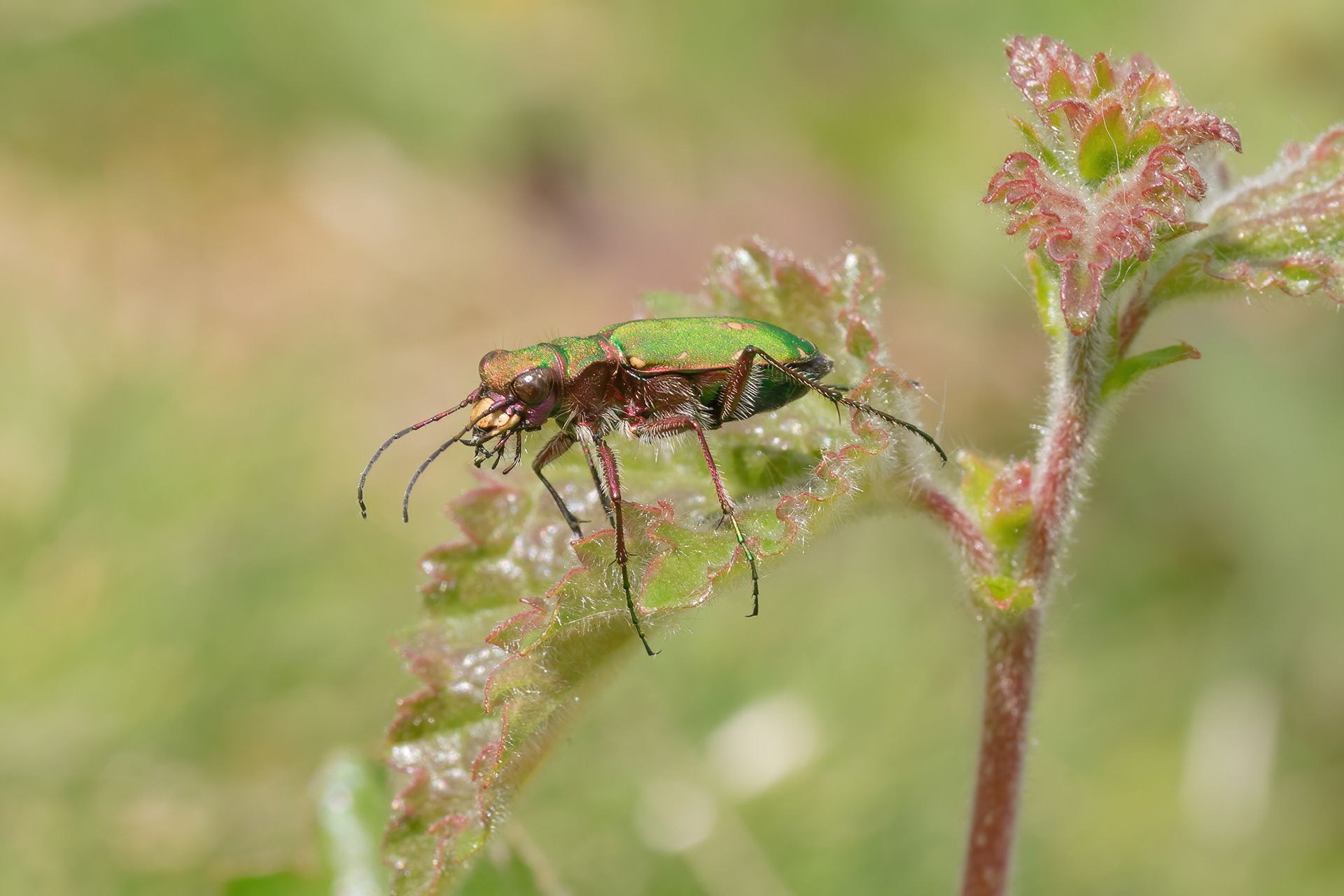 Green Tiger Beetle - Abbots Wood