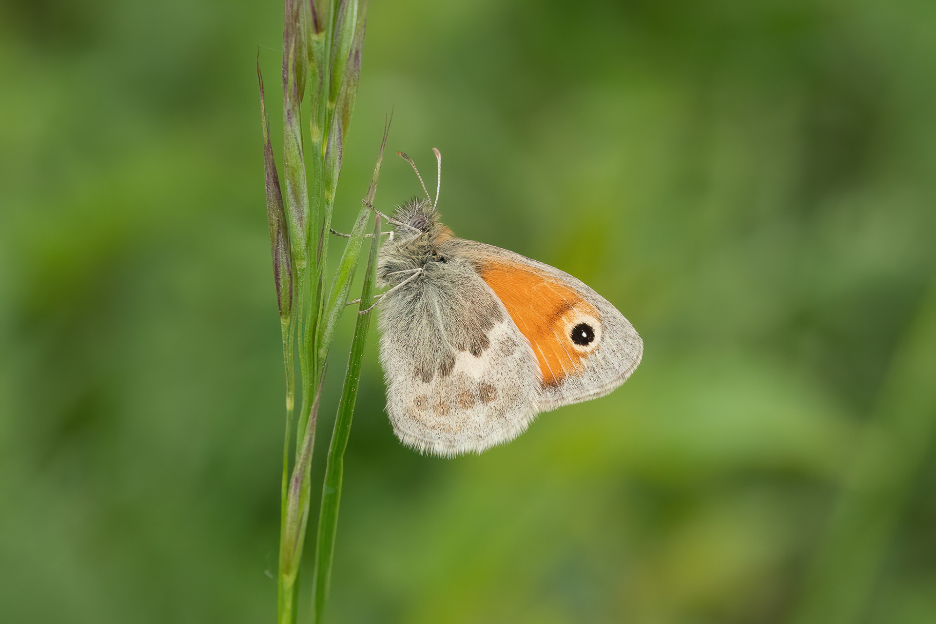 Small Heath - Darland Banks