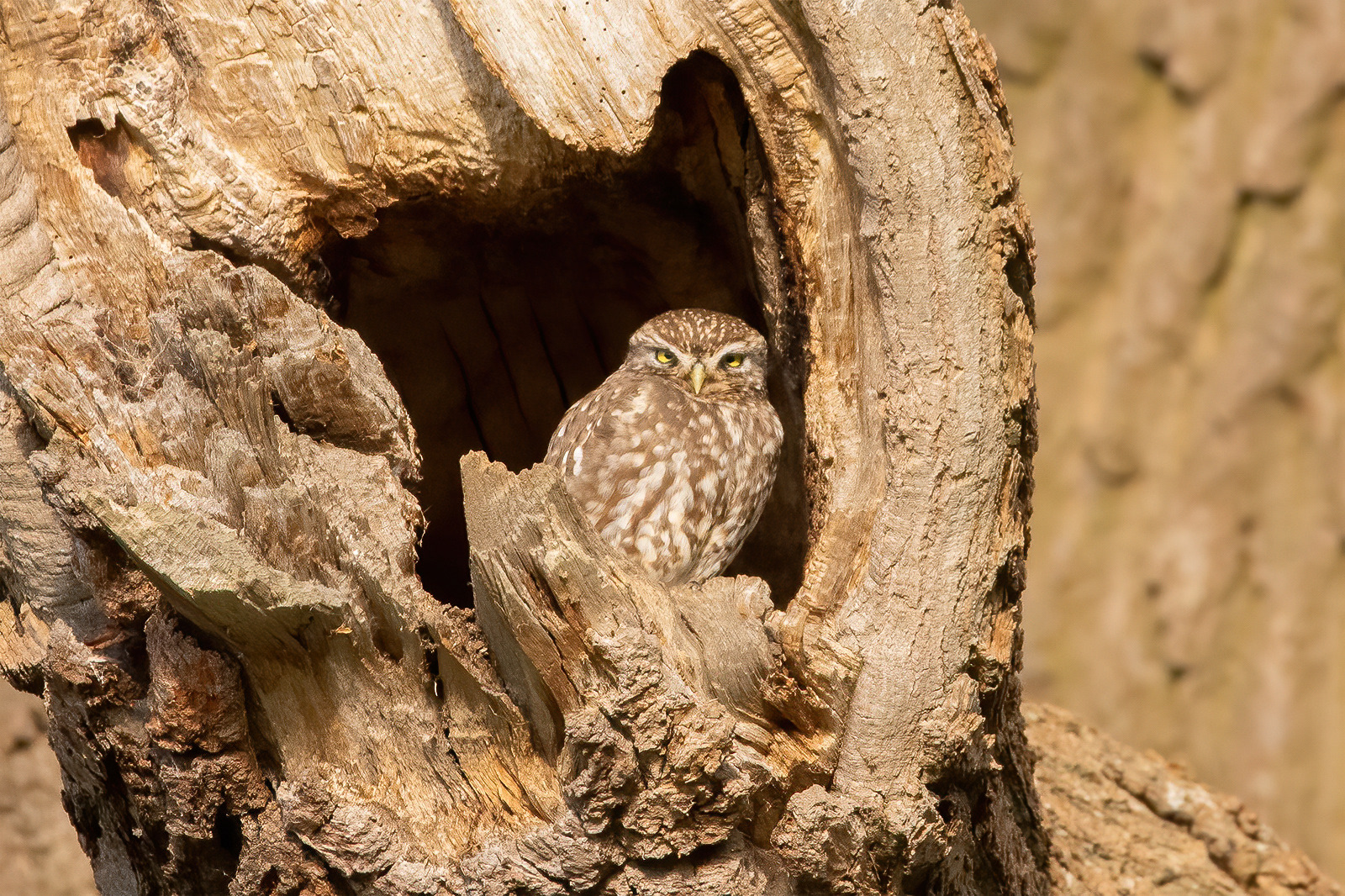 Little Owl - Mote Park