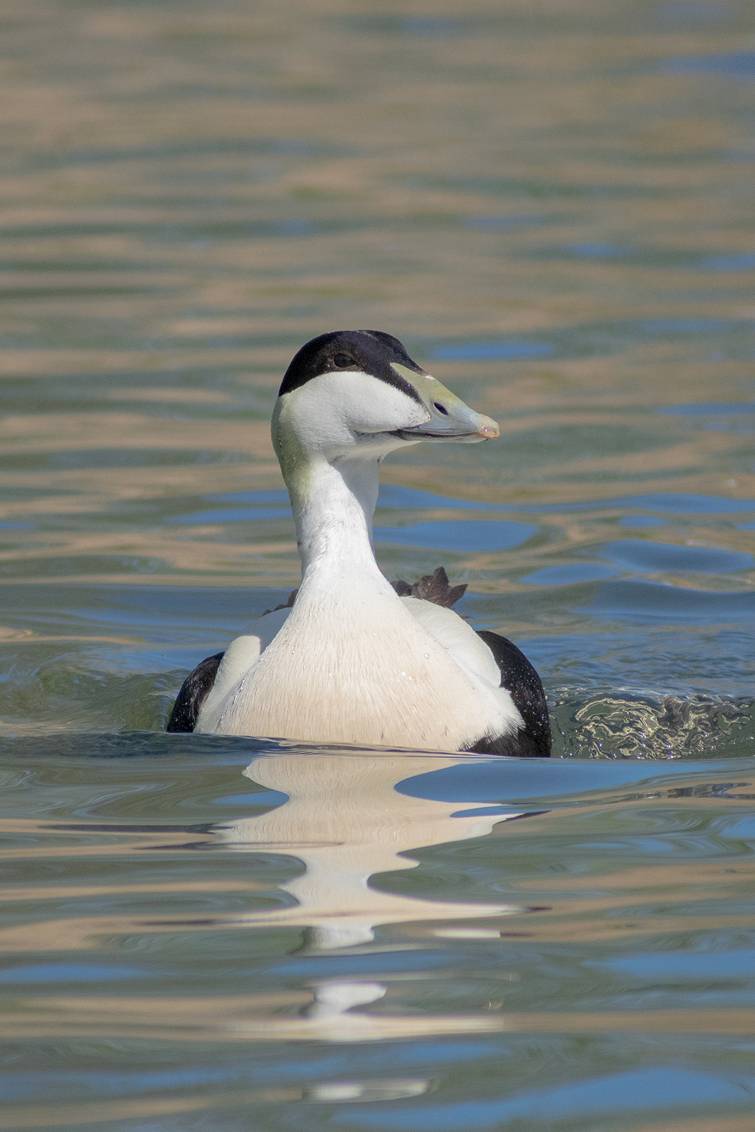 Eider Duck