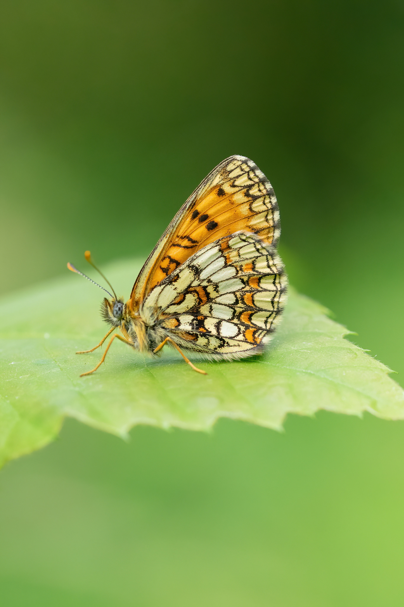 Heath Fritillary - East Blean Woods