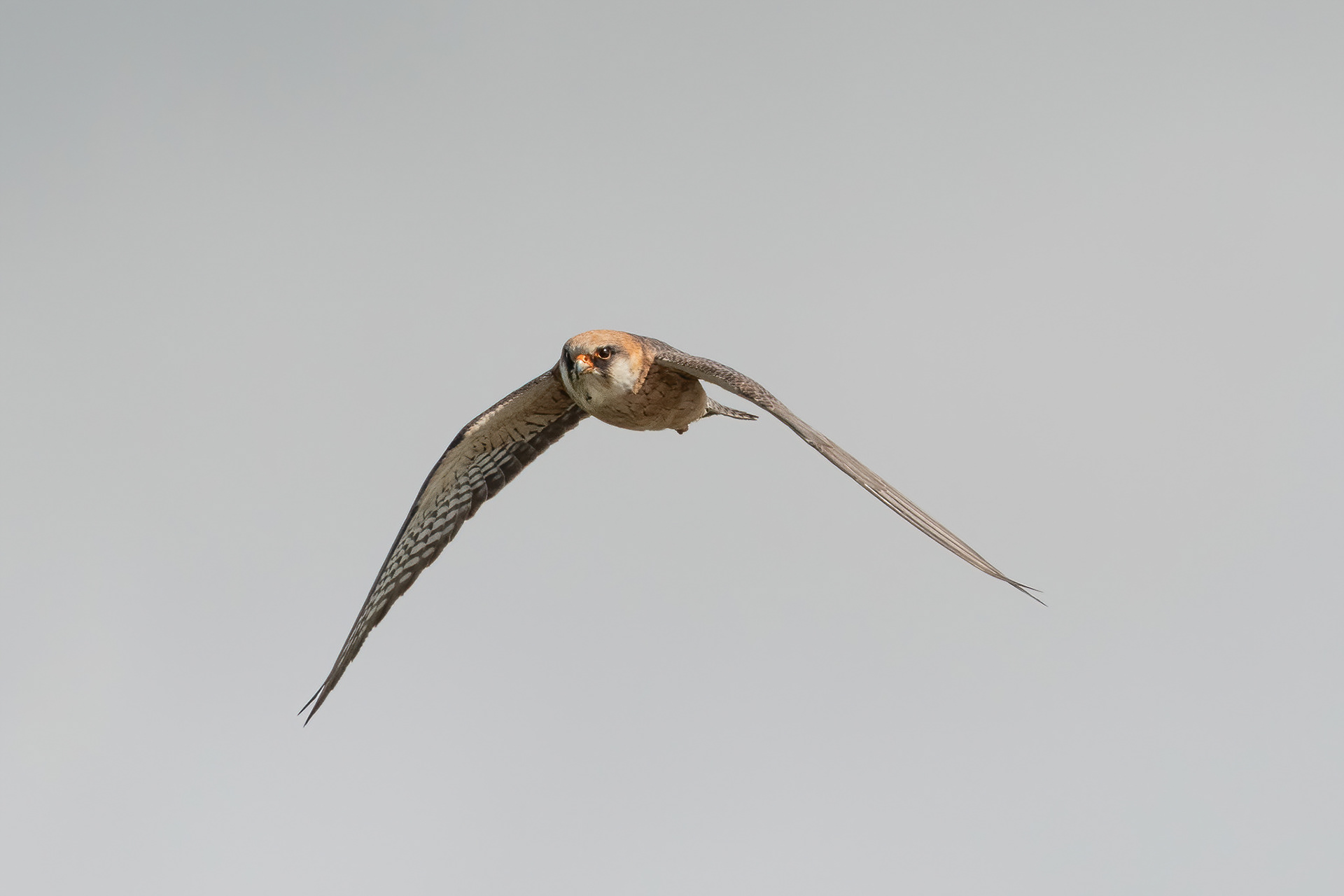 Red-footed Falcon - Worth Marshes