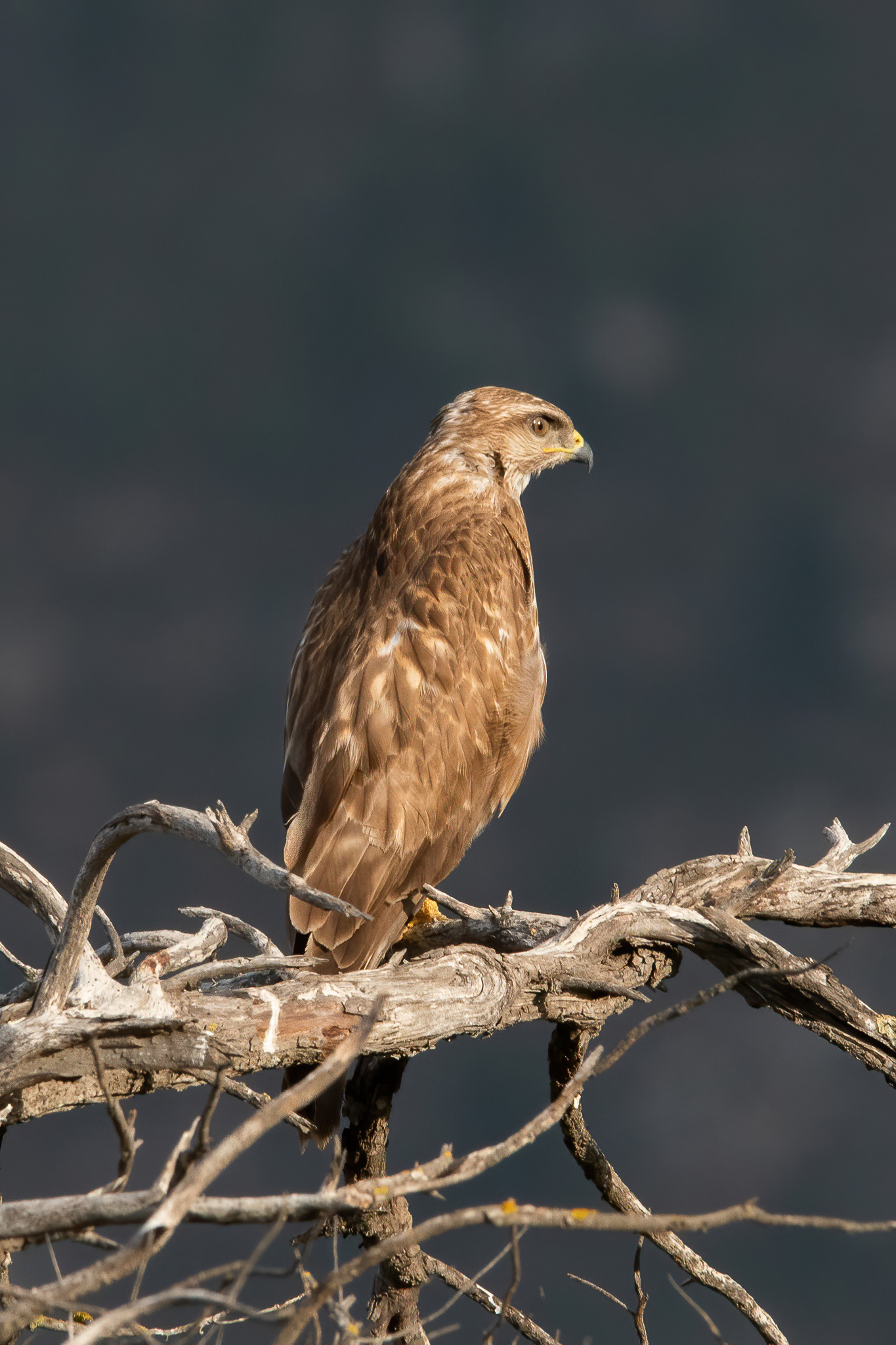 Common Buzzard - Noordhoek
