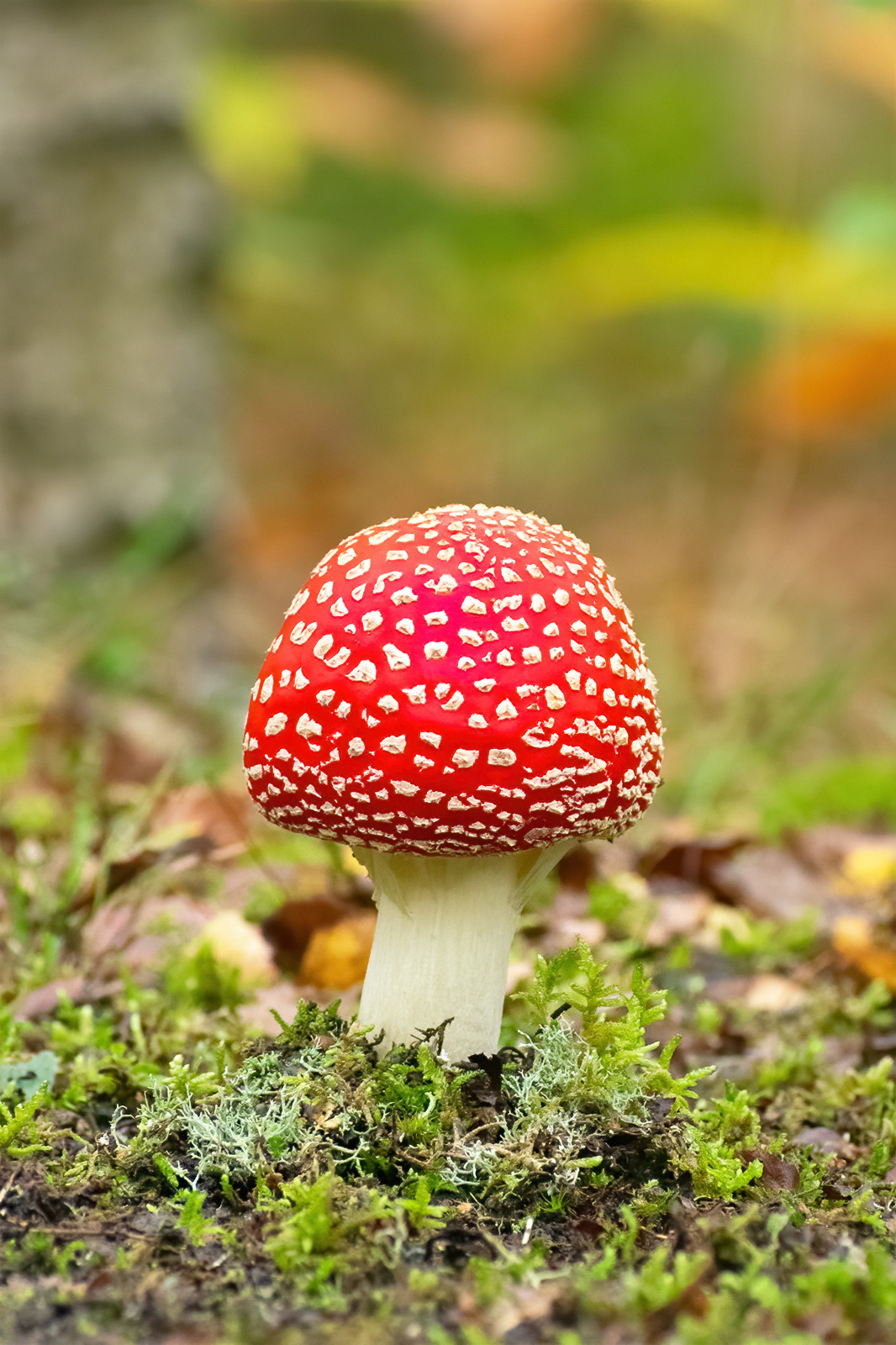 Fly Agaric - Beacon Woods