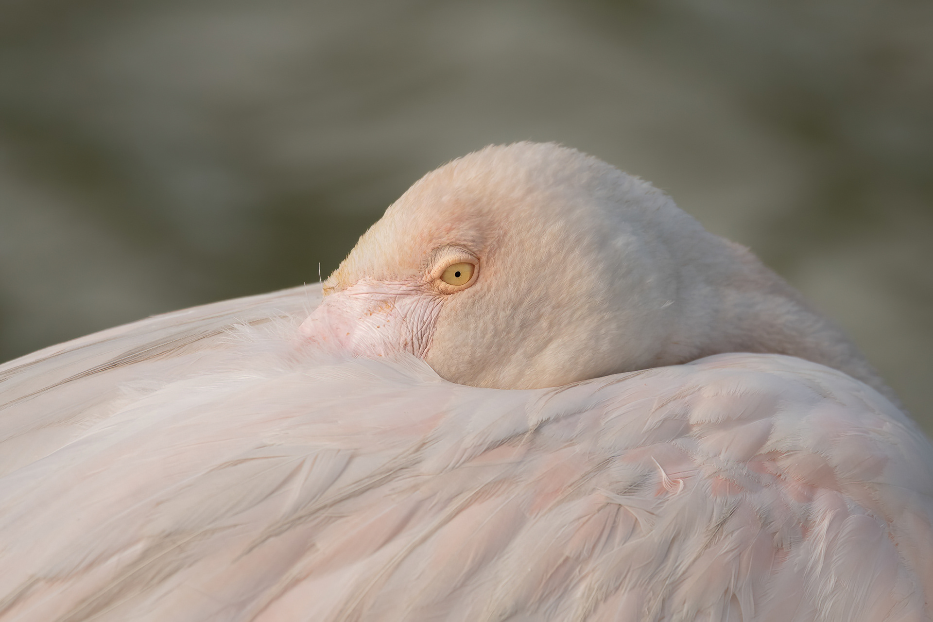 Greater Flamingo - Camargue, France