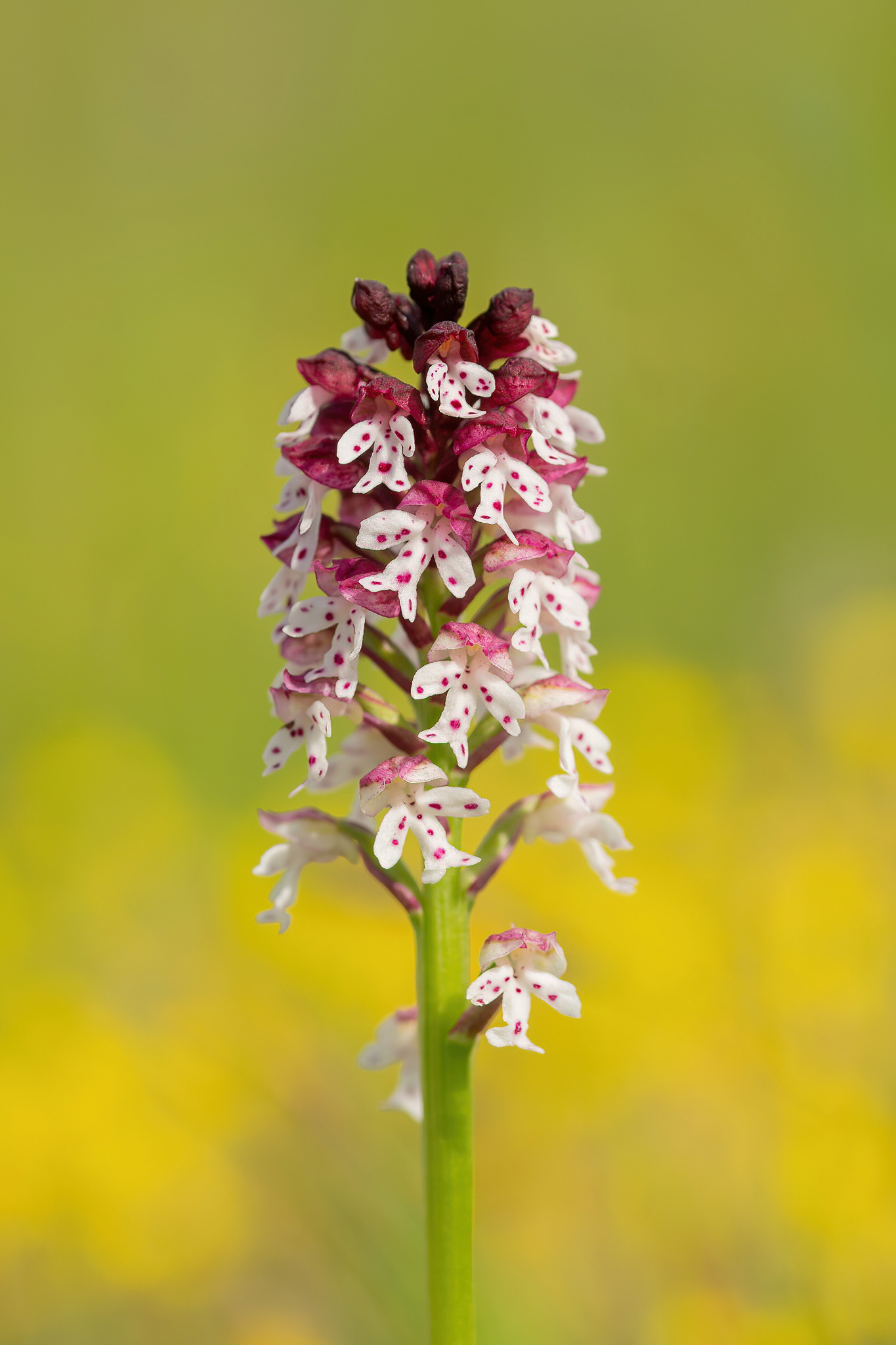 Burnt-tip Orchid - Cévennes, France