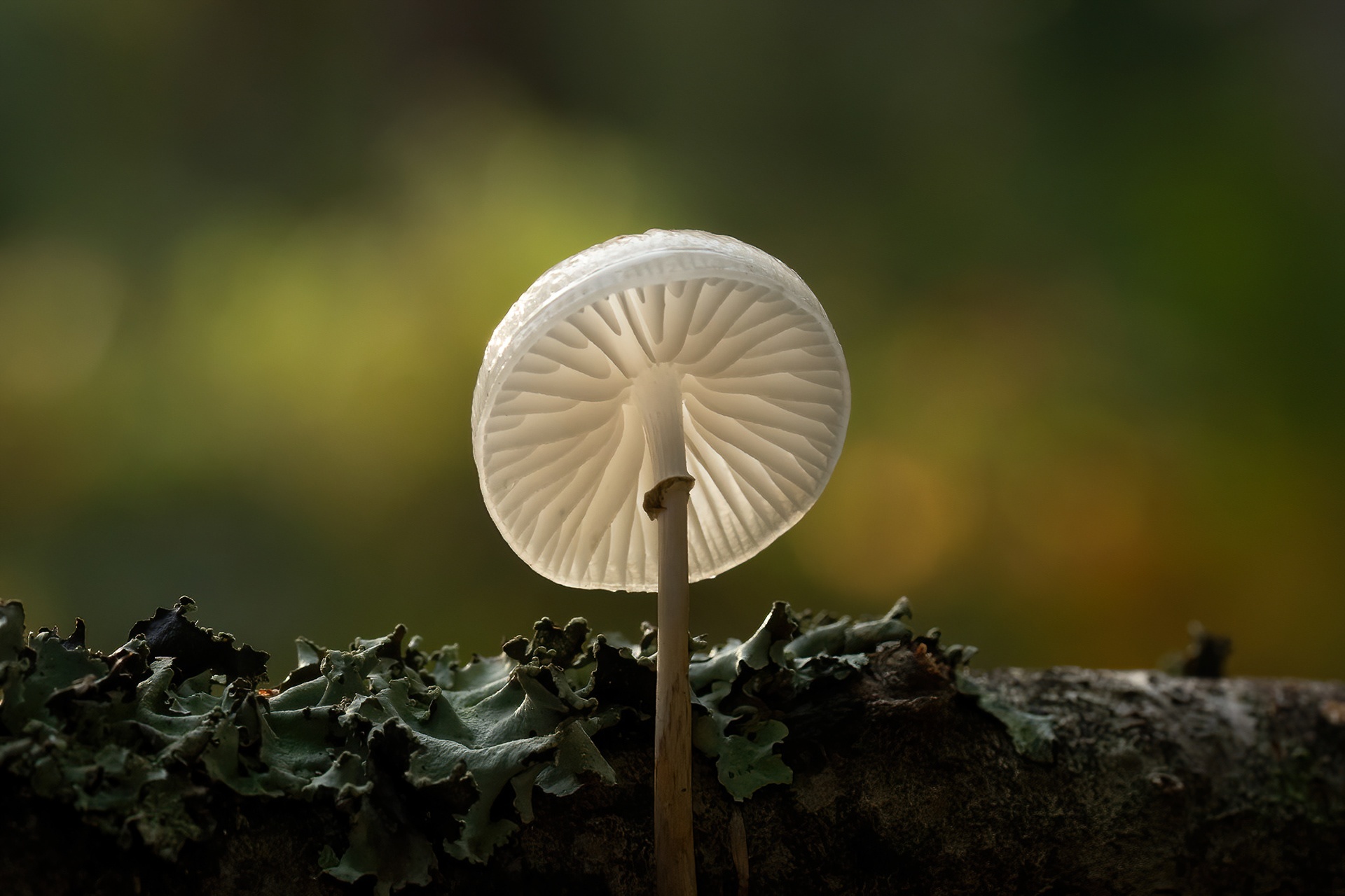 Porcelain Mushroom - New Forest
