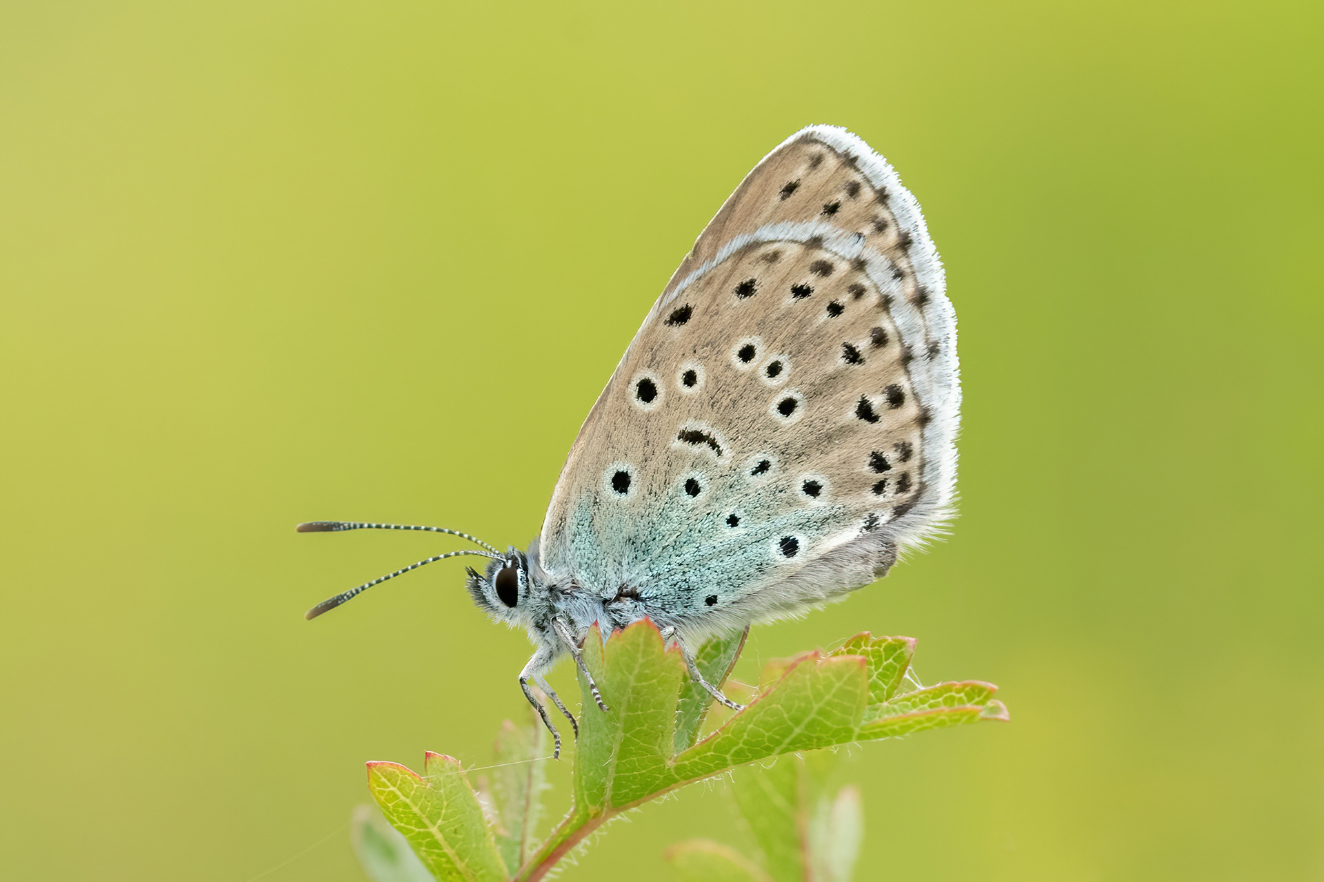 Large Blue - Rodborough Common