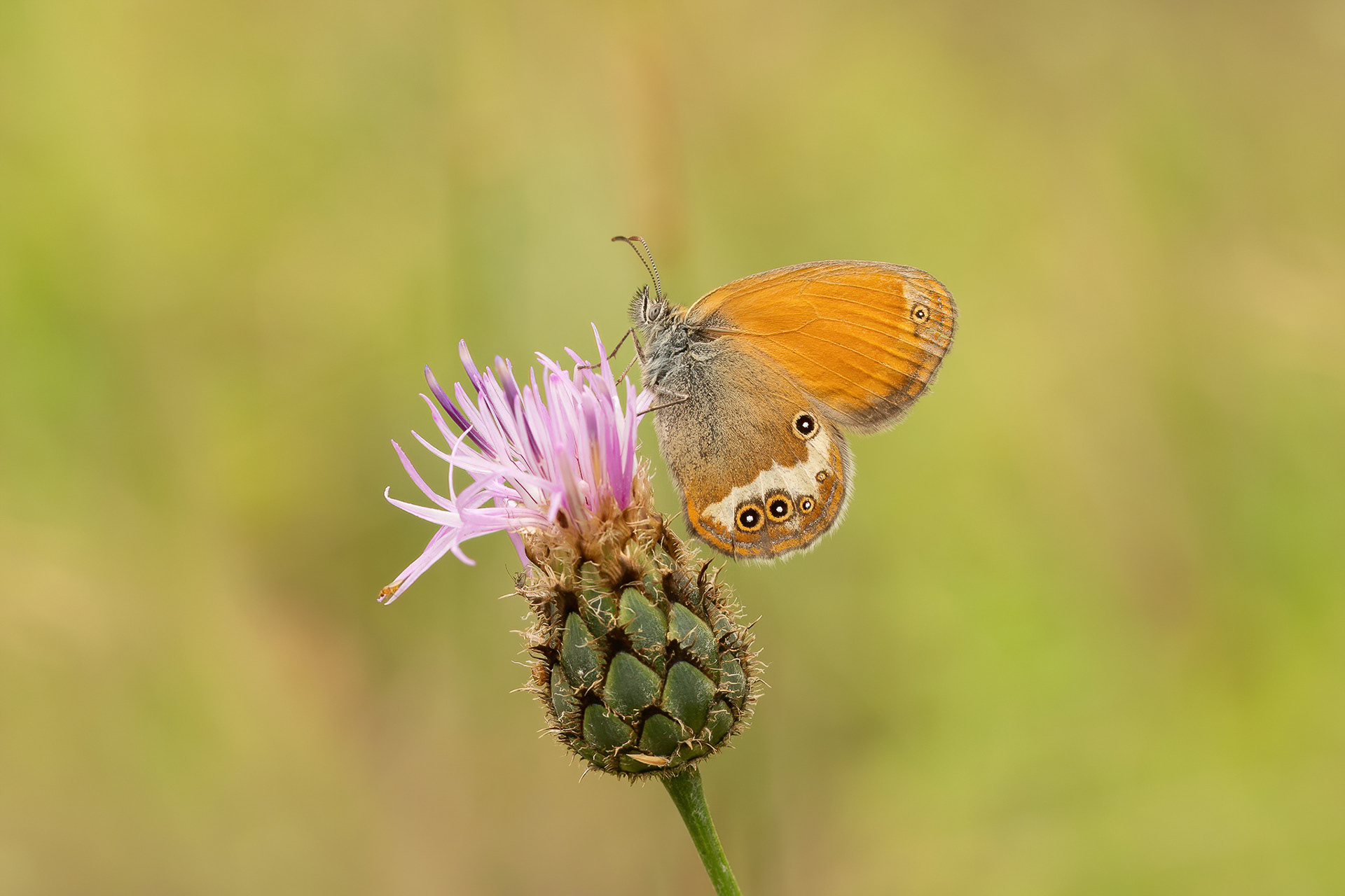 Pearly Heath - Italy