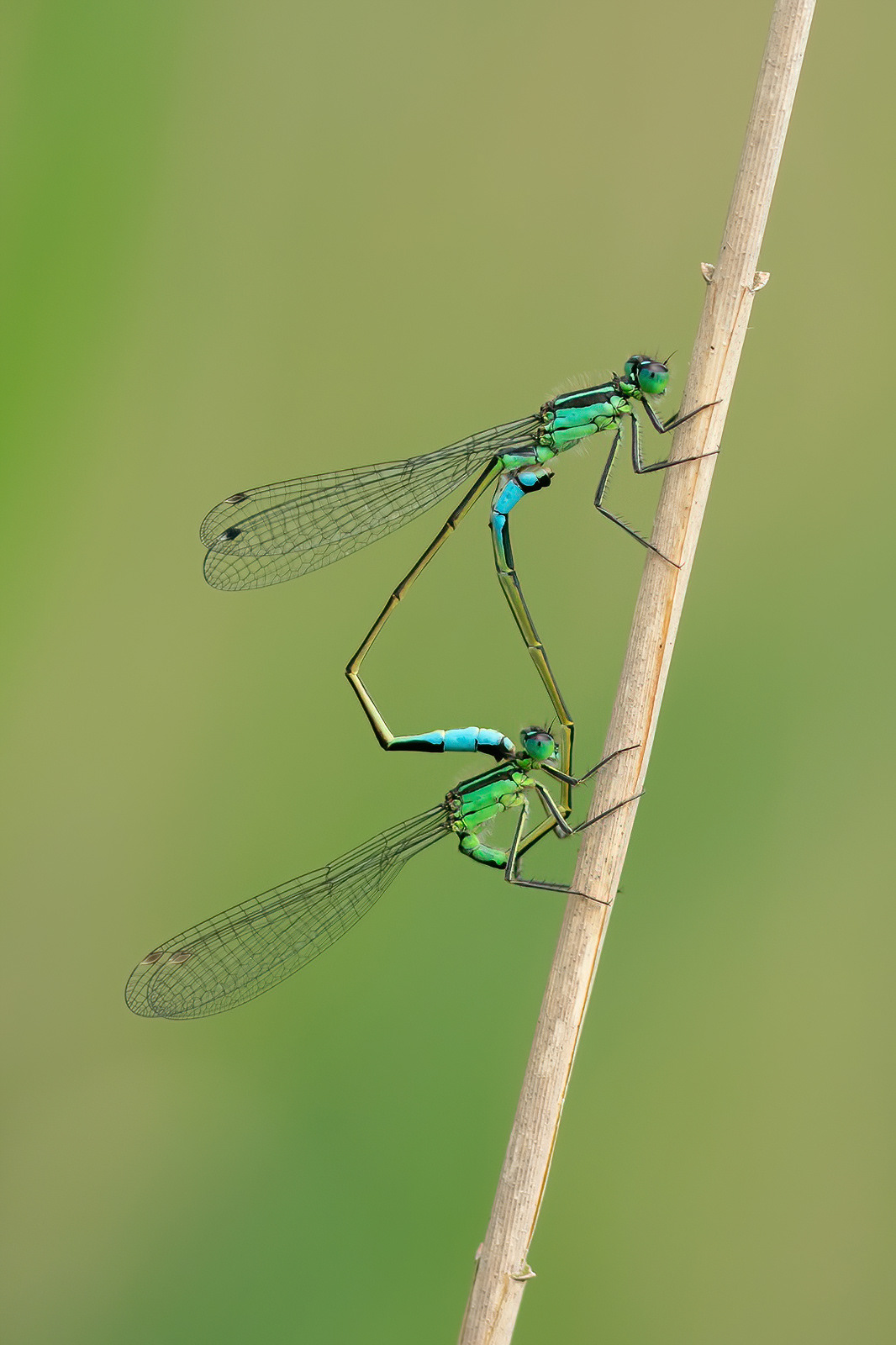 Blue-tailed Damselfly -Kenfig