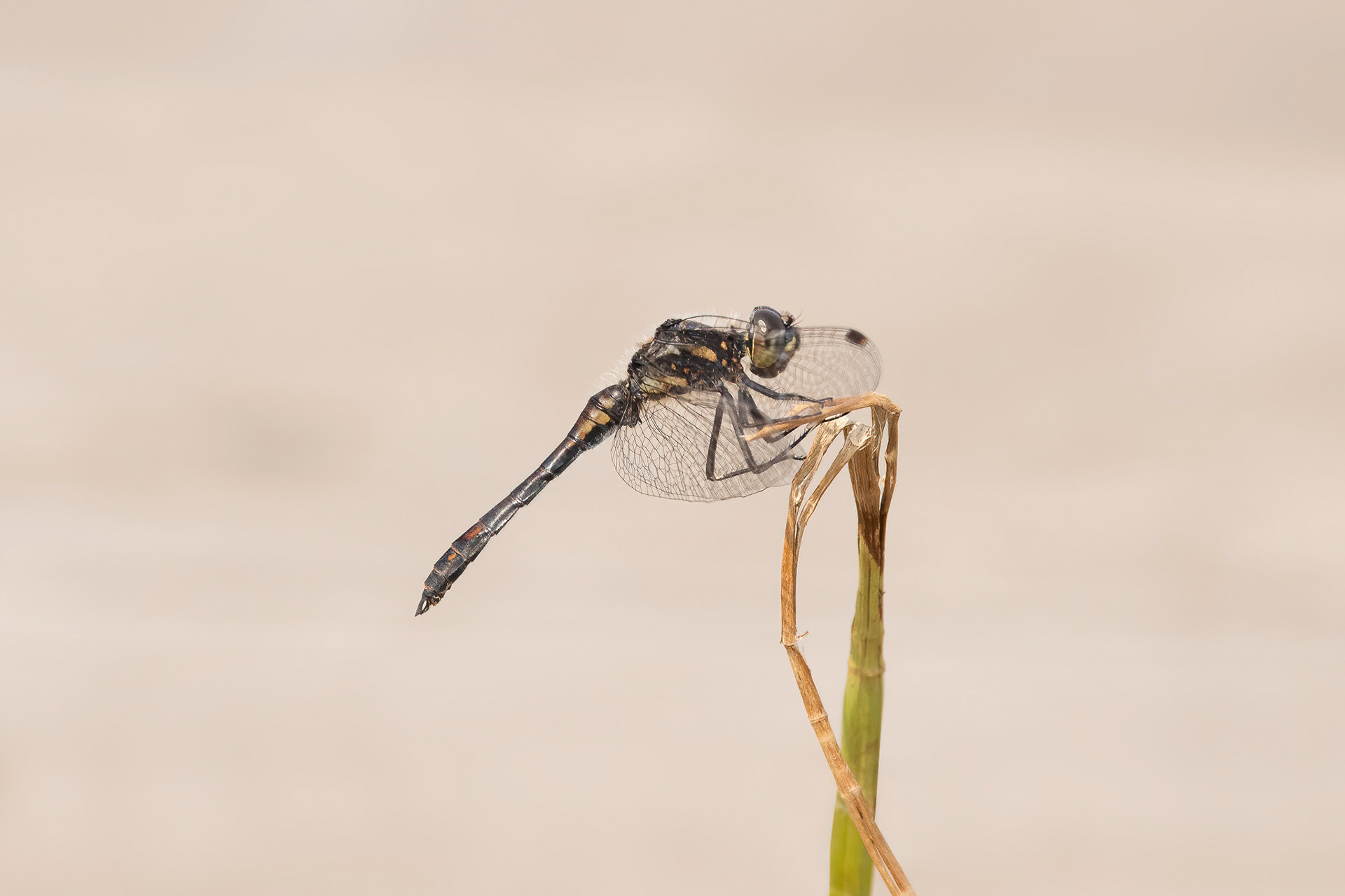 Black Darter - Thurlsey
