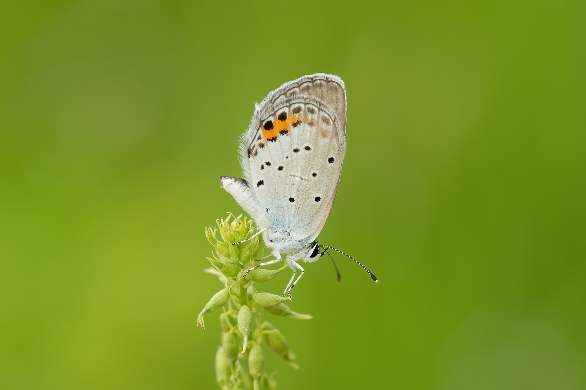 Short-tailed Blue - Italy
