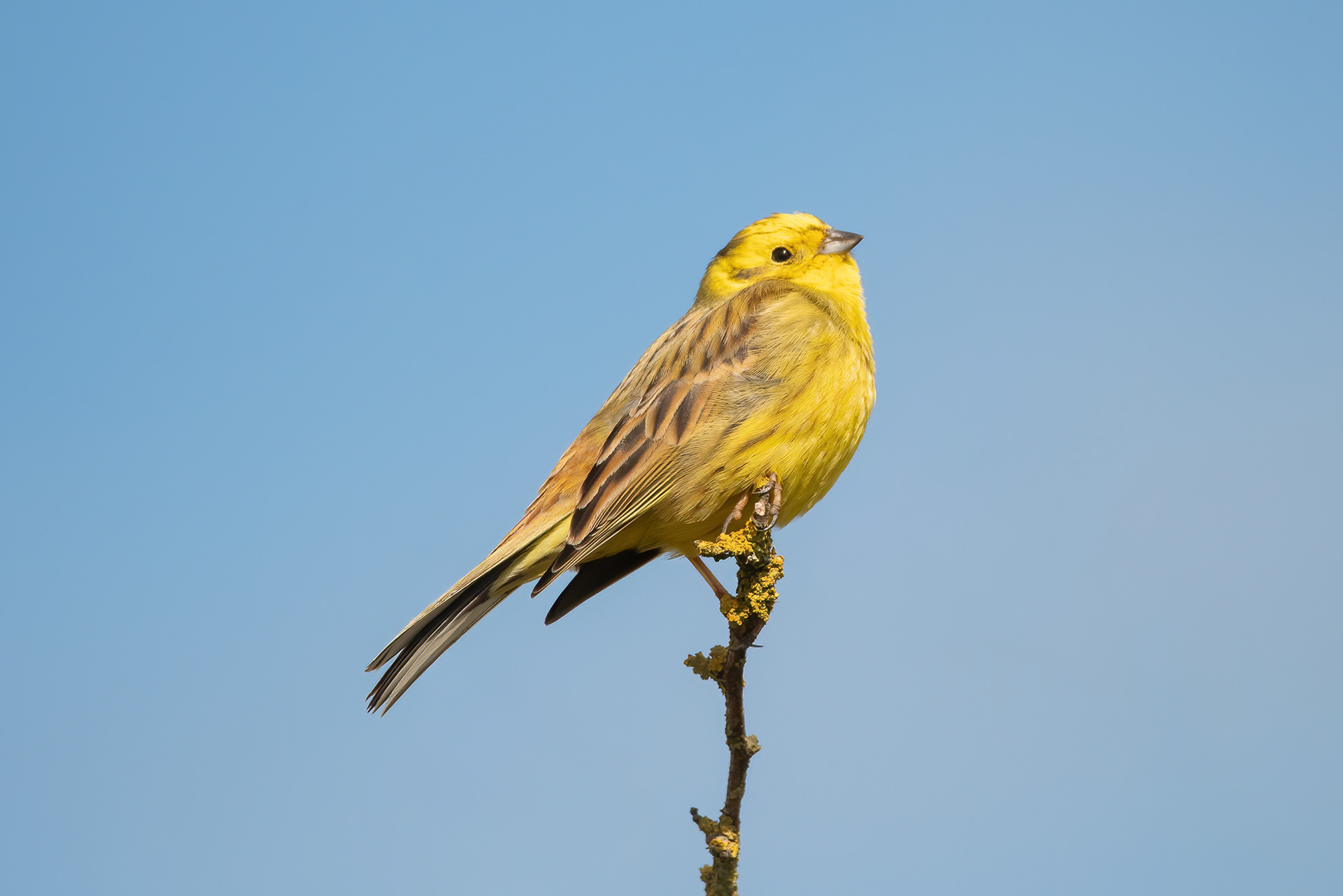 Yellowhammer - Lydd
