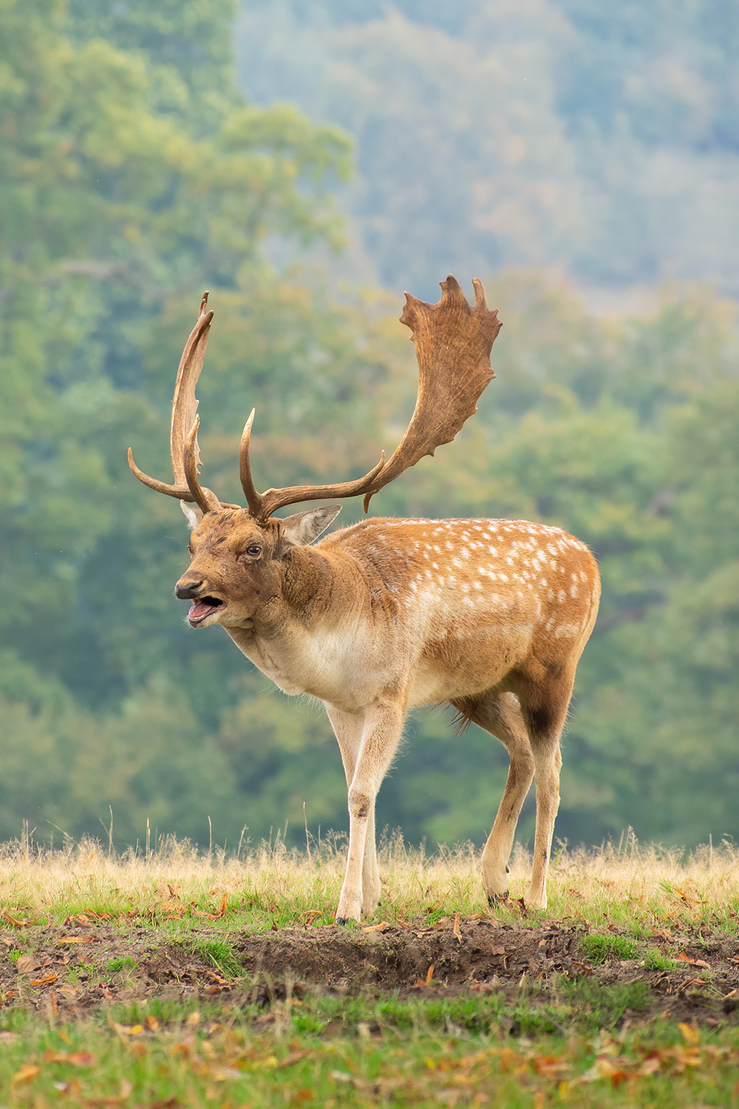 Fallow  Deer - Knole Park