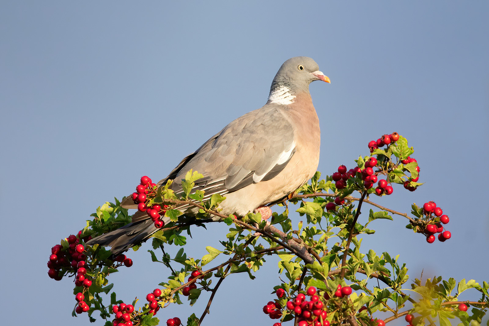 Wood Pigeon - Stodmarsh