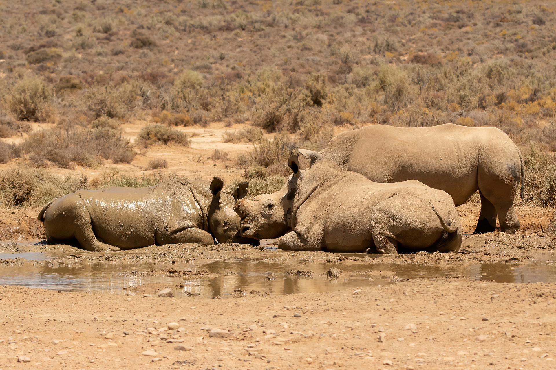White Rhino - Inverdoorn