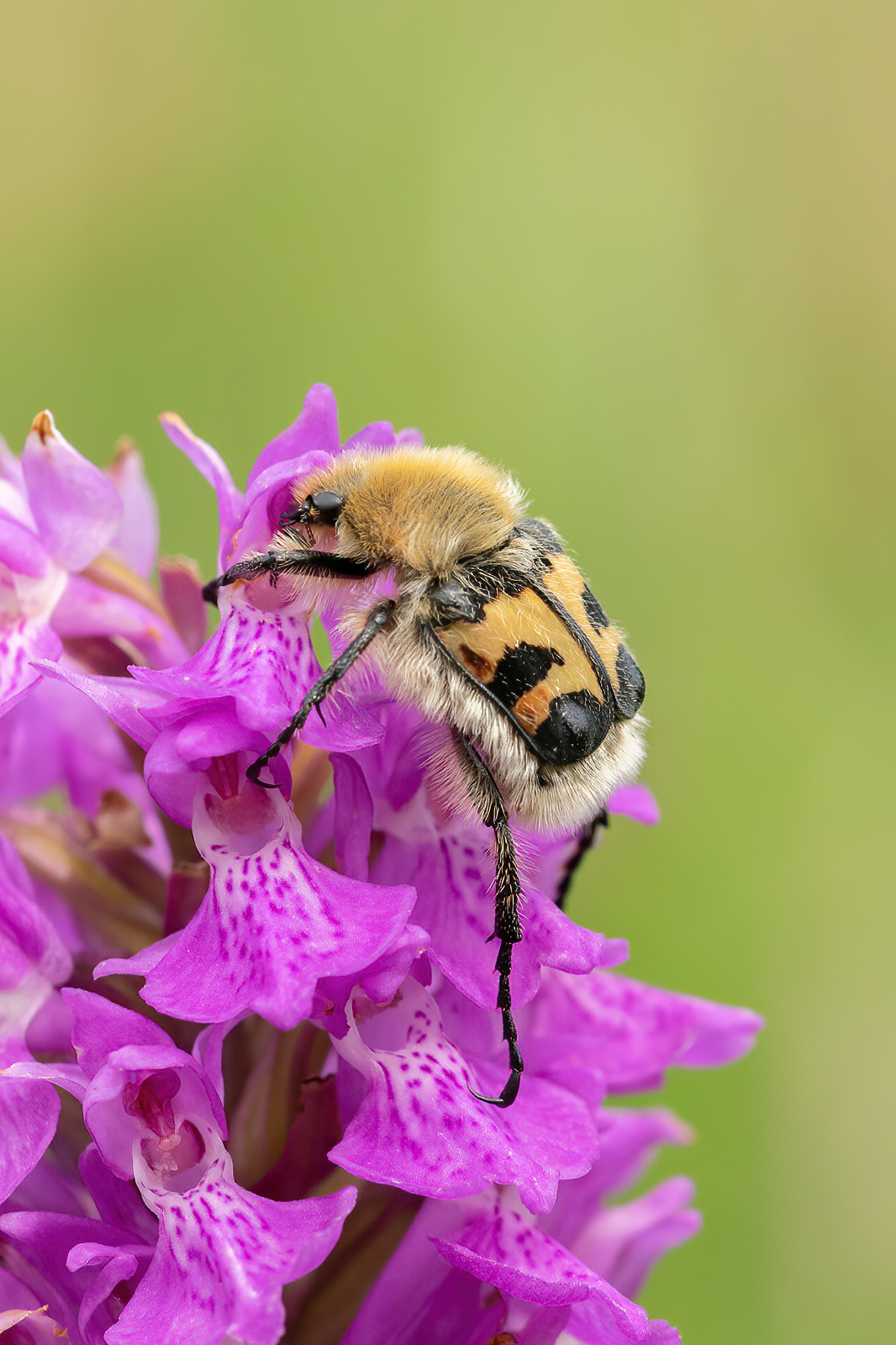 Bee Beetle - Kenfig