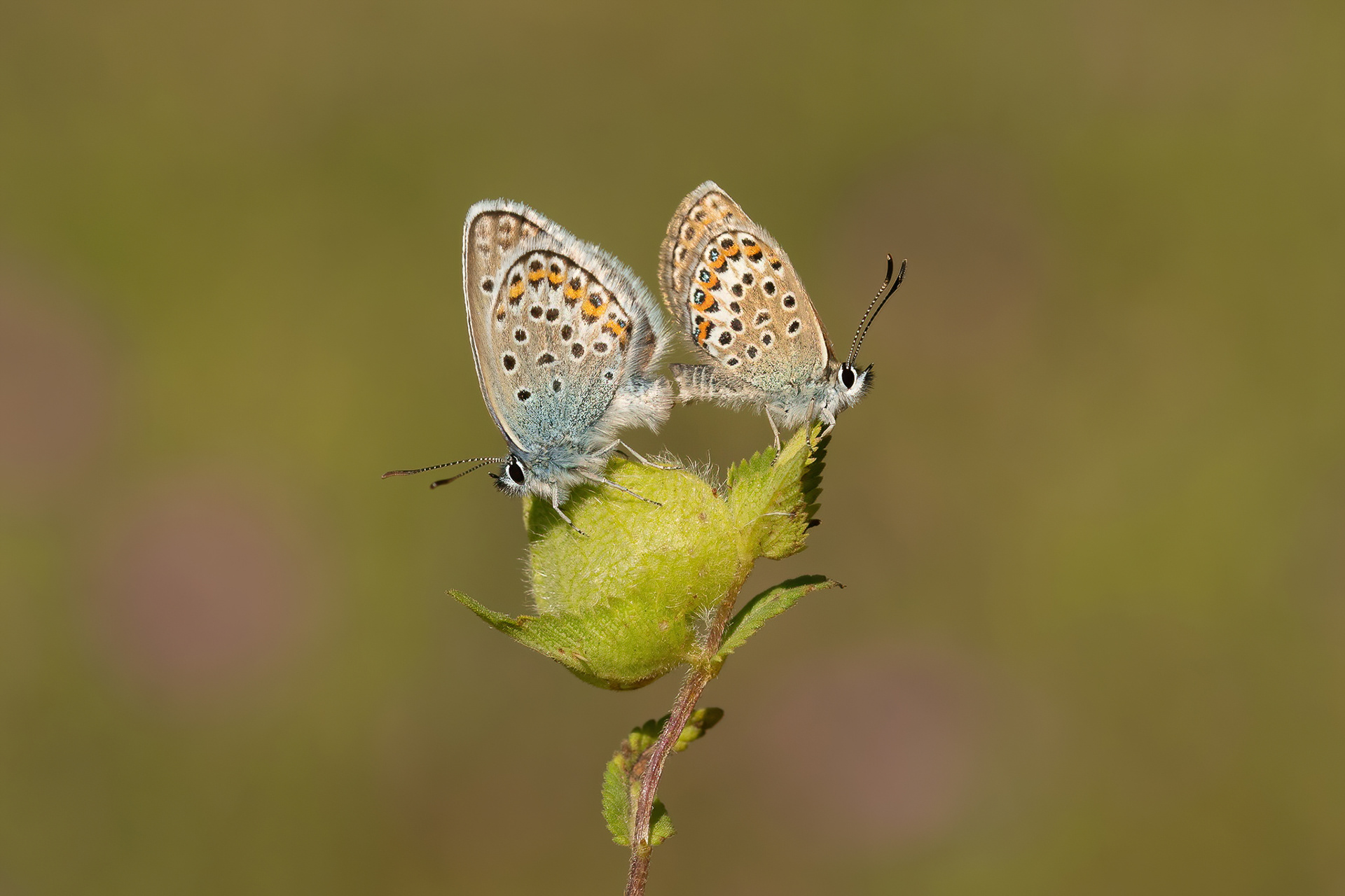 Silver-studded Blue - Italy