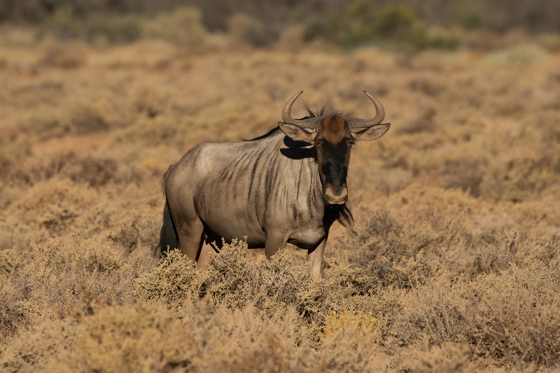 Wildebeest - Inverdoorn