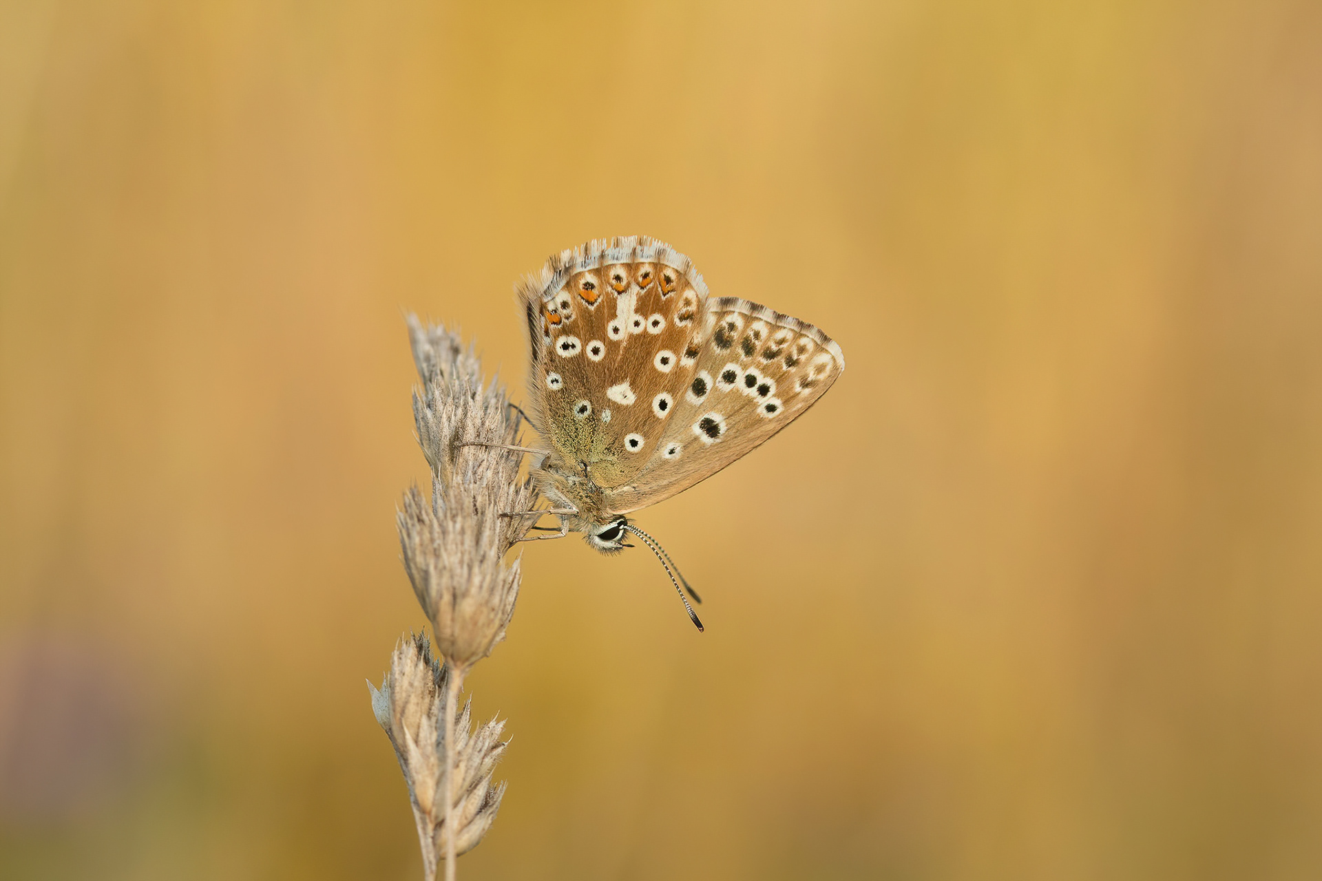 Adonis Blue - Queendown Warren