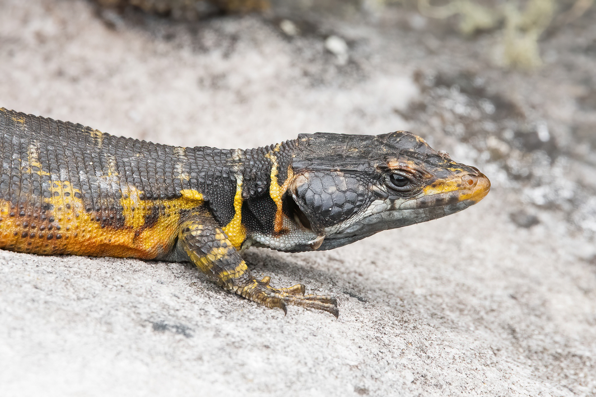 Cape Crag Lizard - Table Mountain